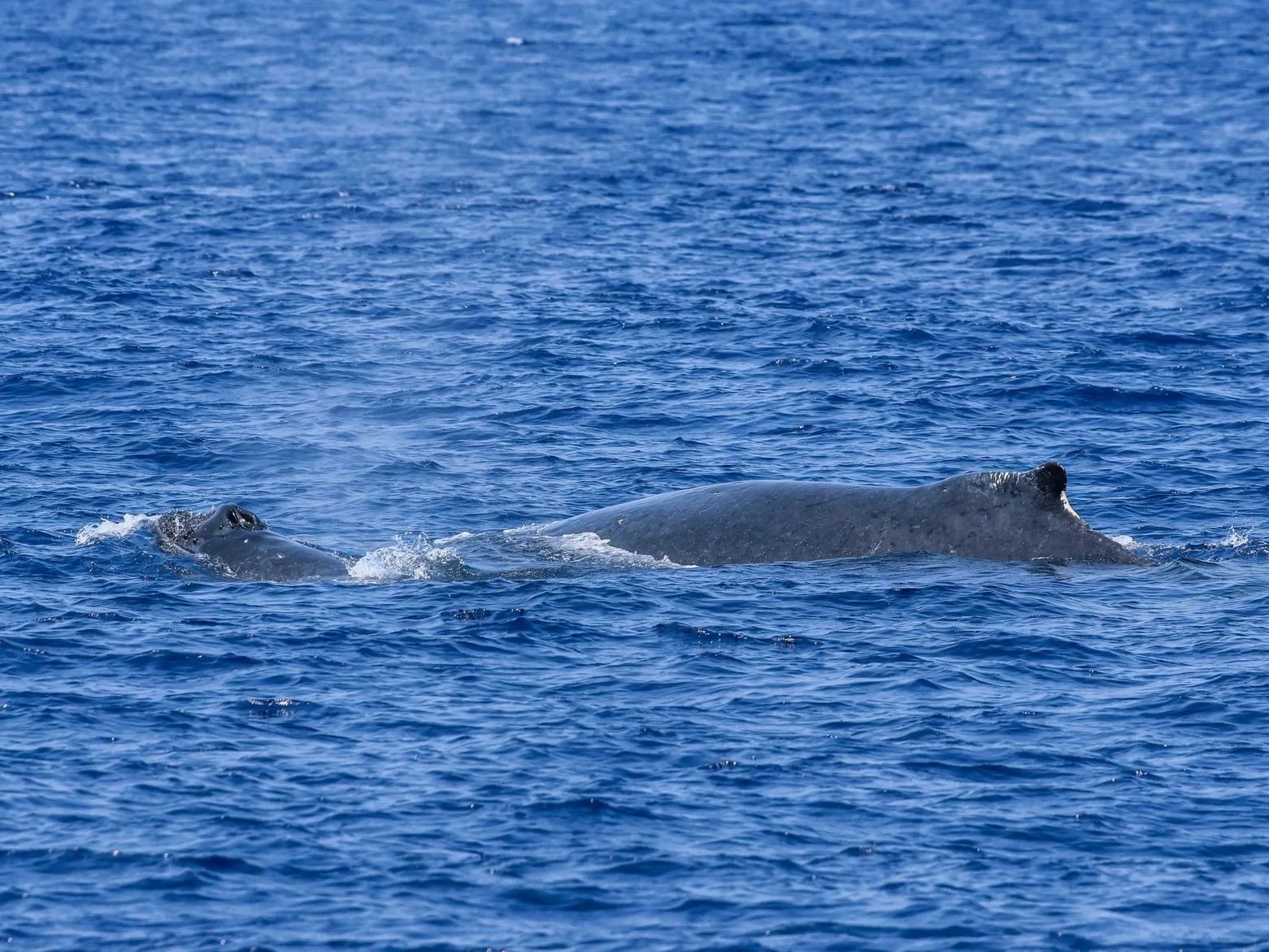 kona mom and calf