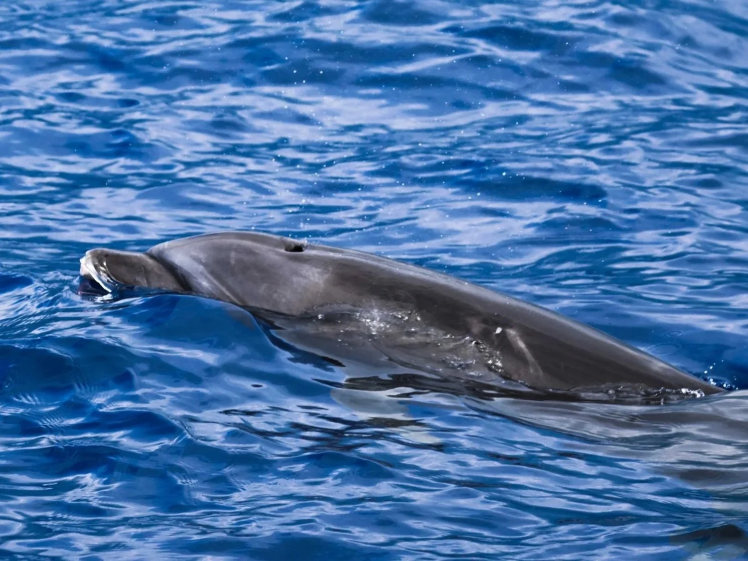 kona coast bottlenose dolphin