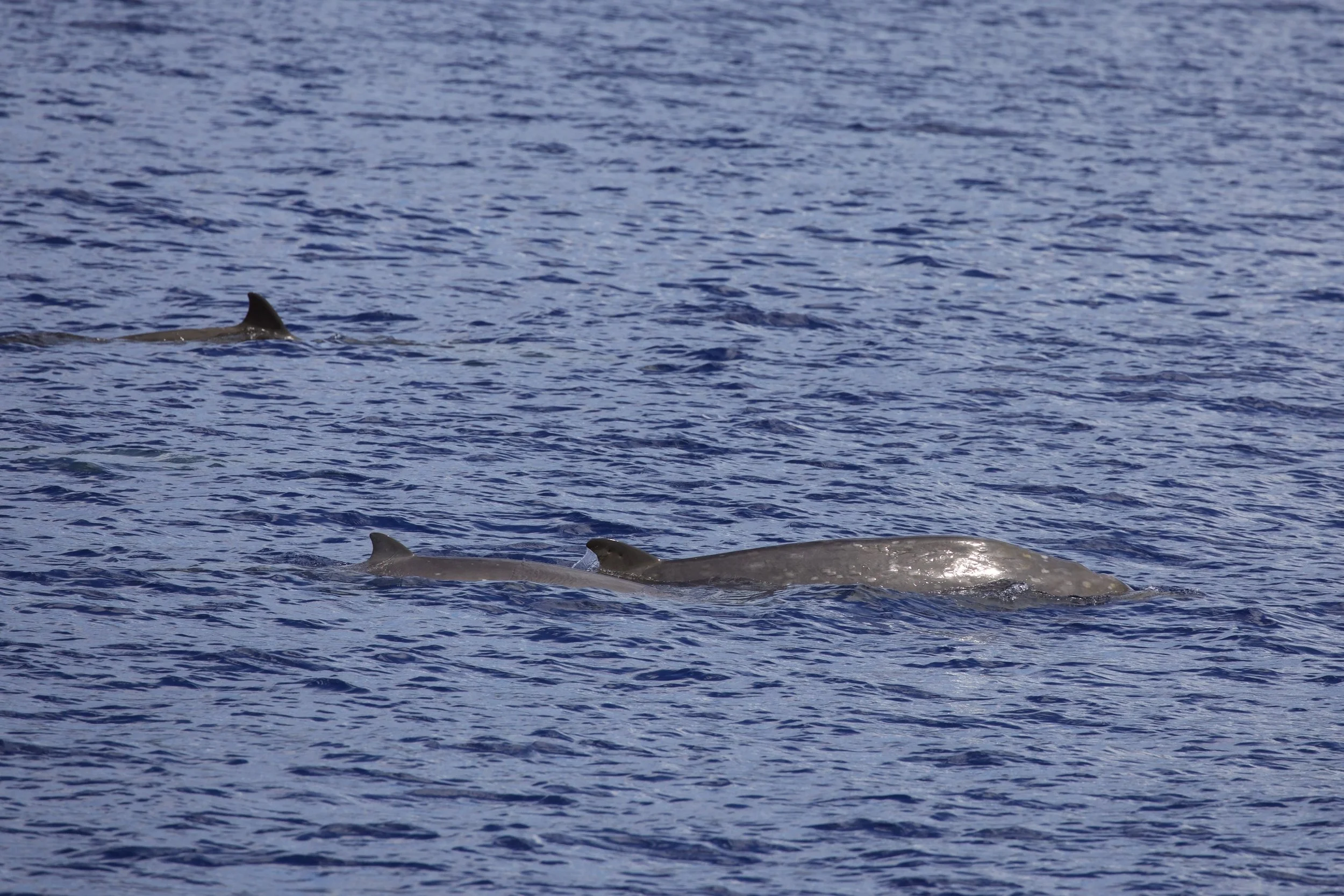 group of beaked whales