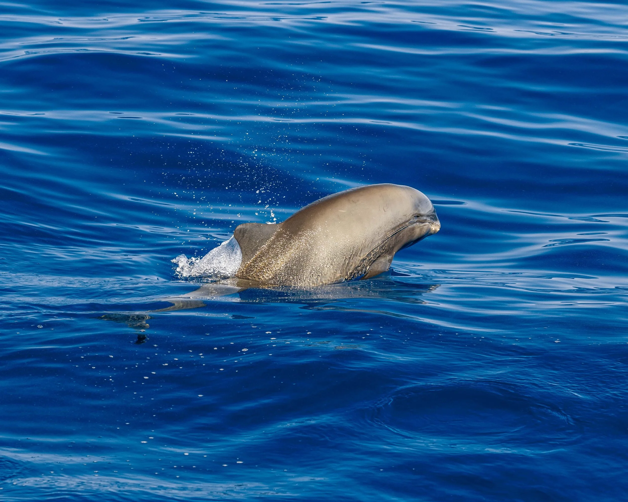kona coast whale watch tour