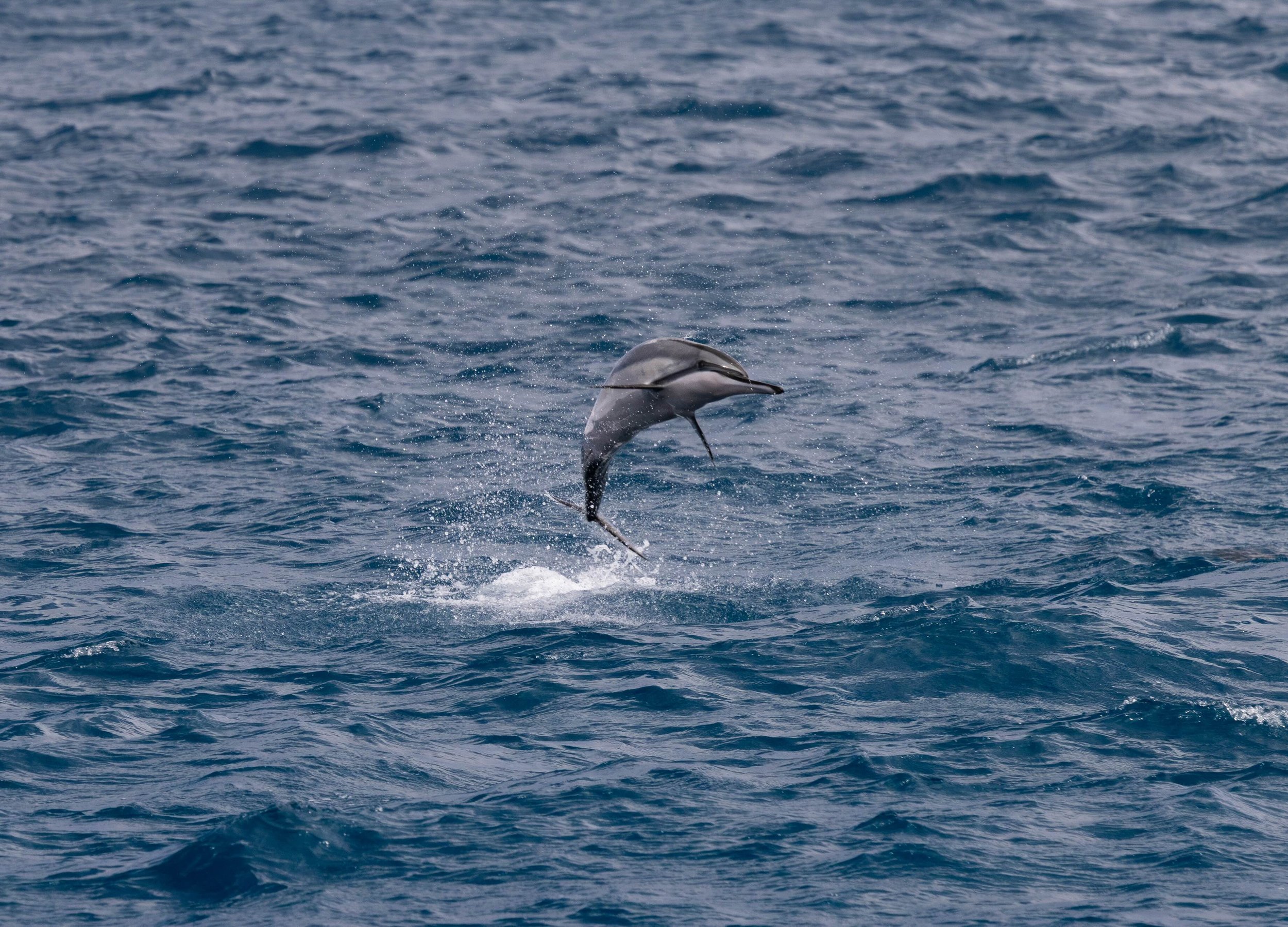 kona dolphin jumping
