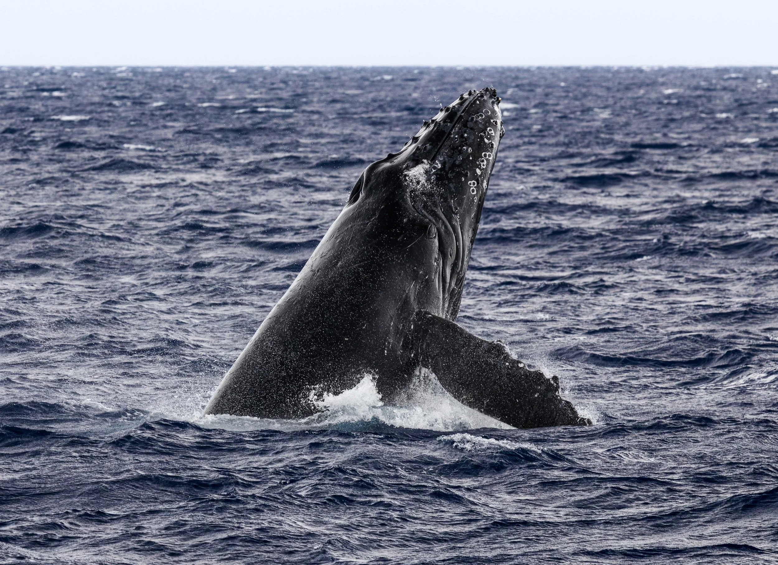 Big Island whales
