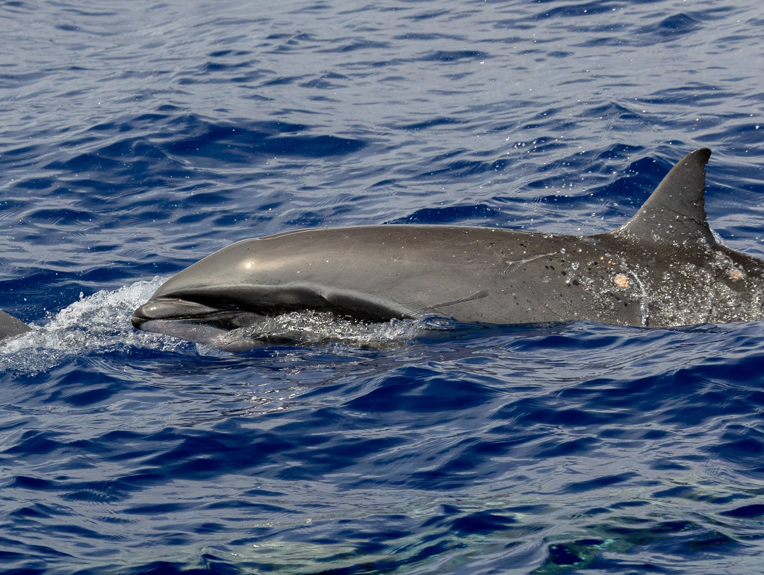 whale big island