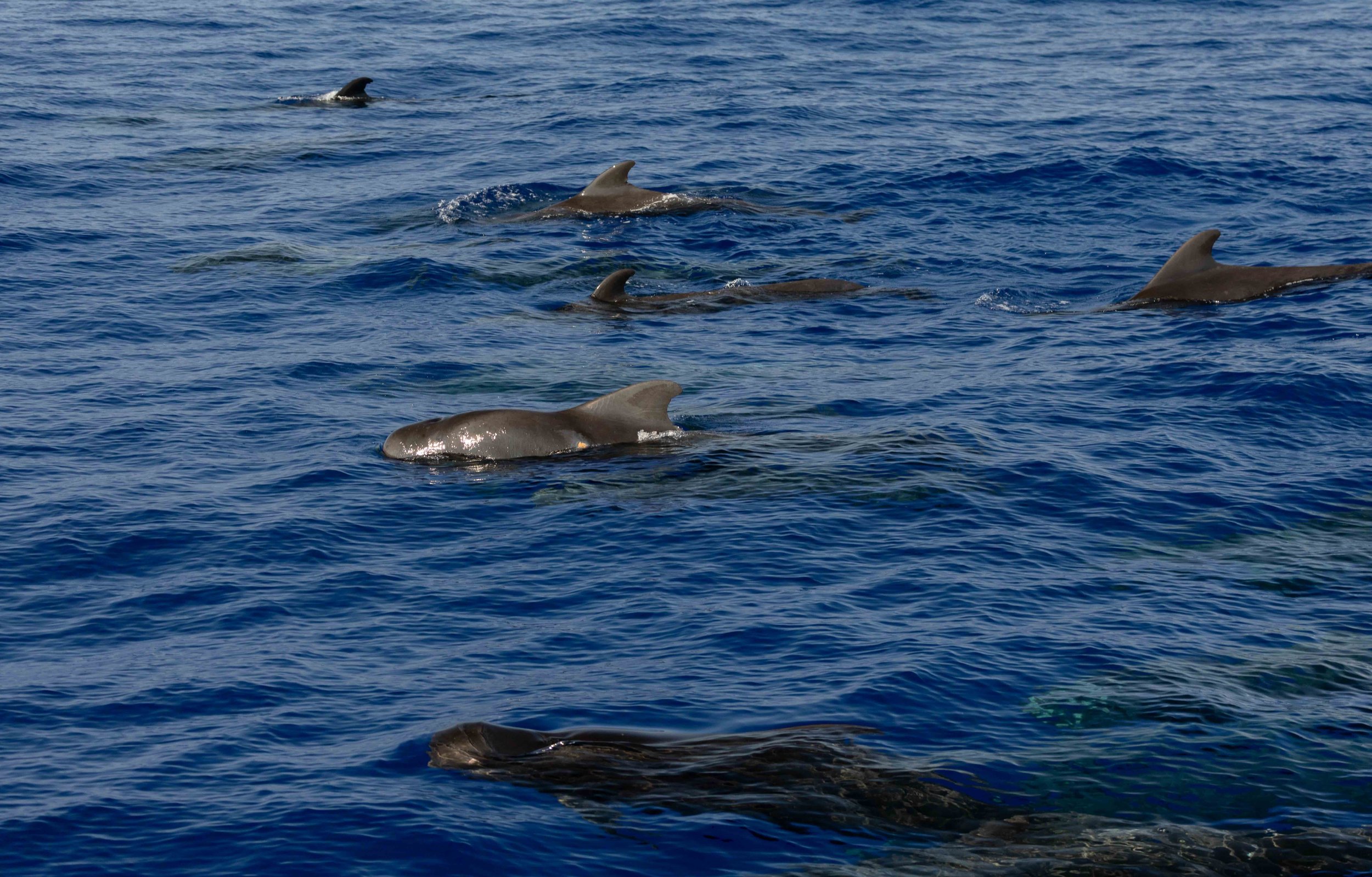offshore pod