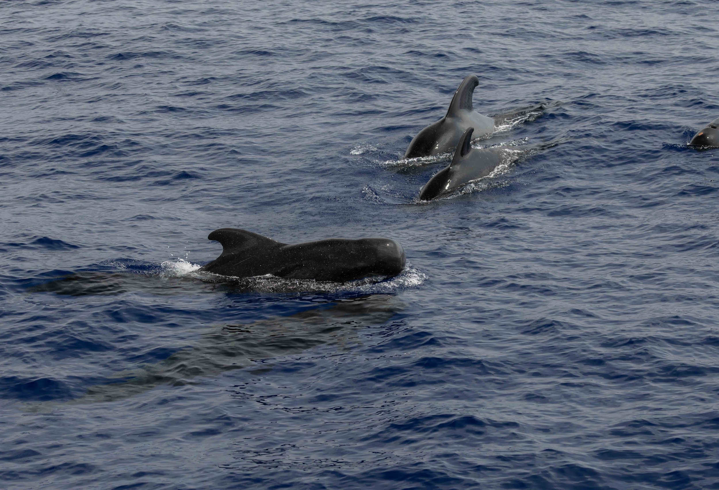 spring whale watching