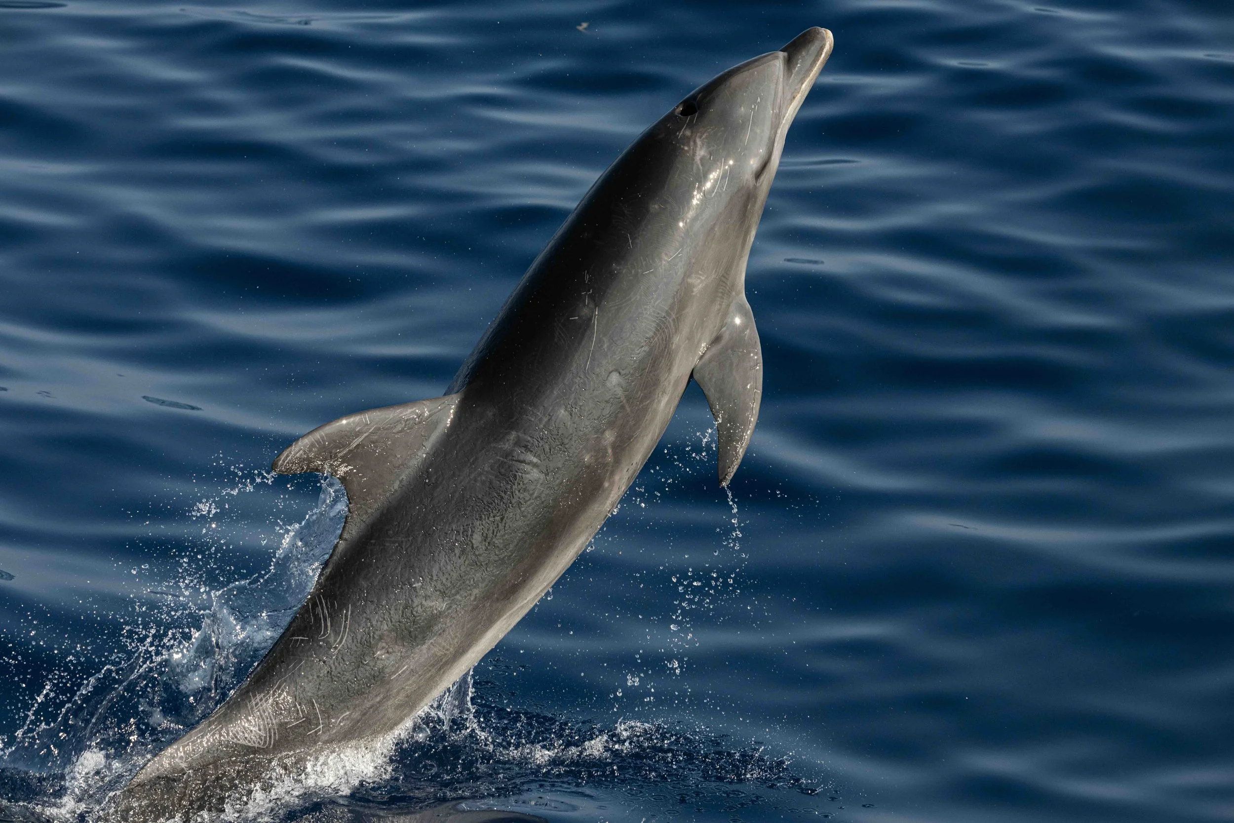 offshore dolphin jump