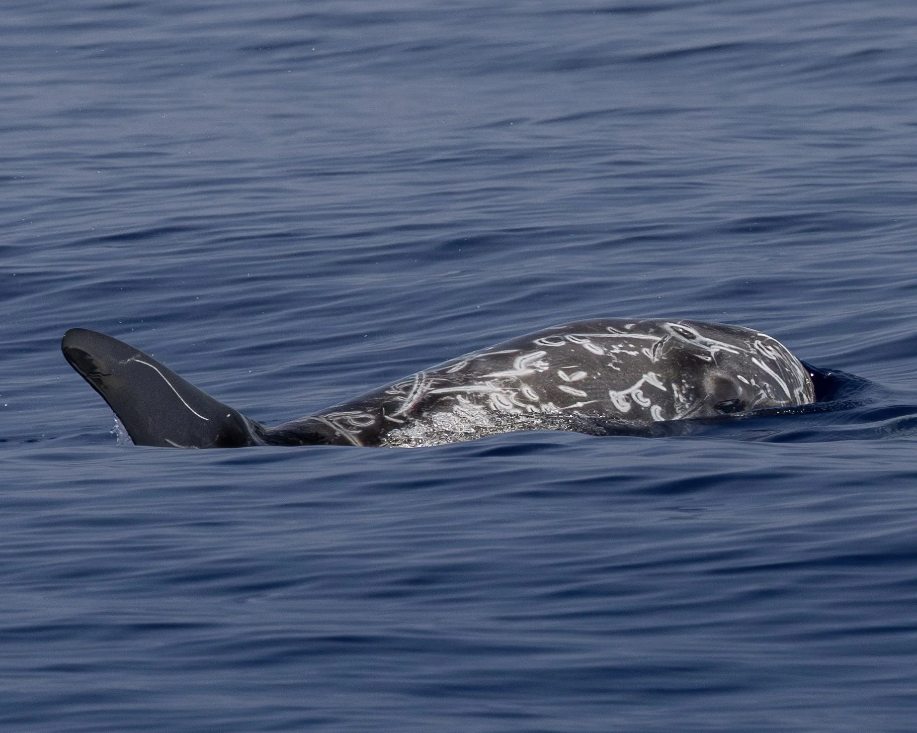 whale pelagic