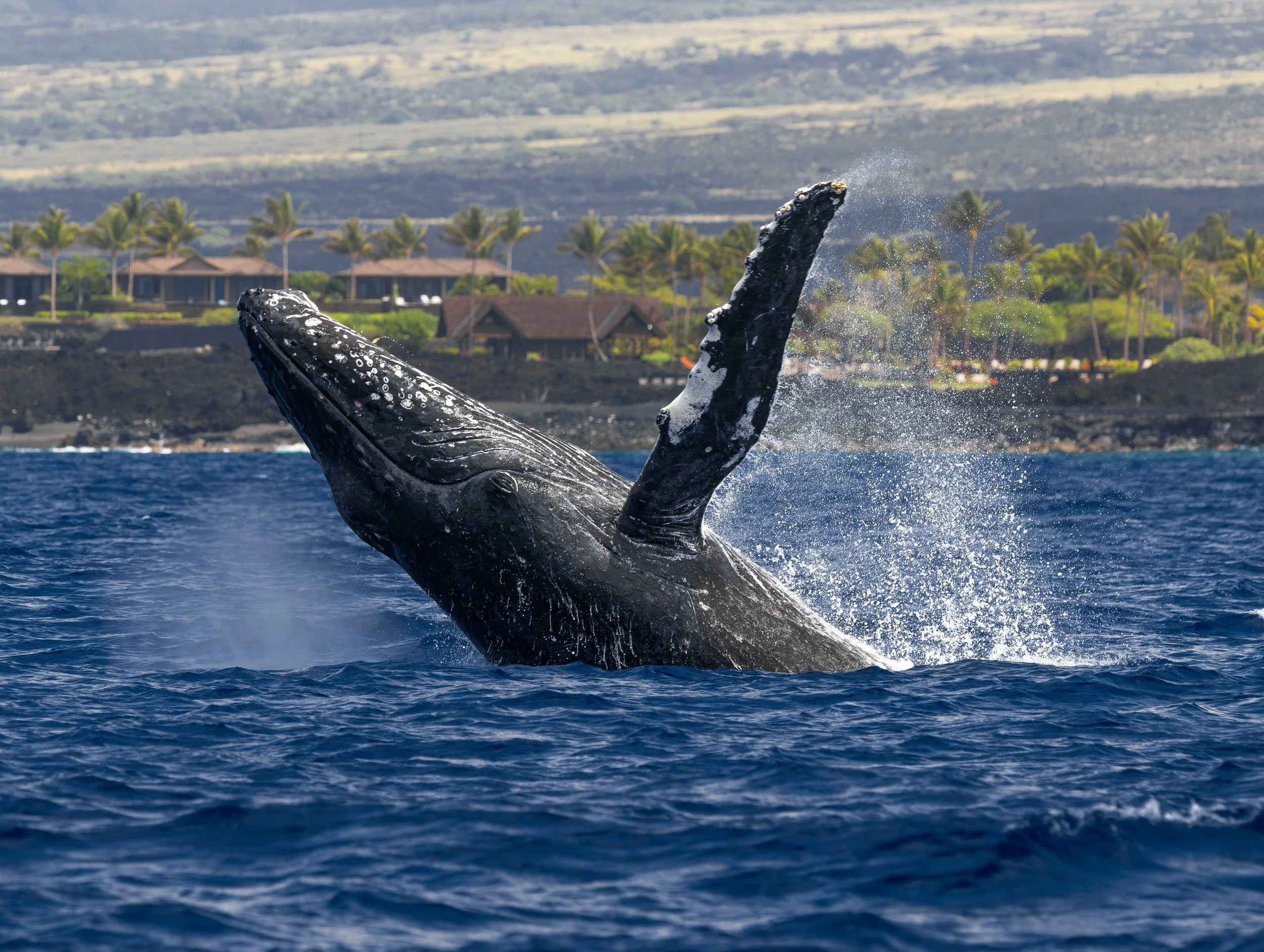 humpback march
