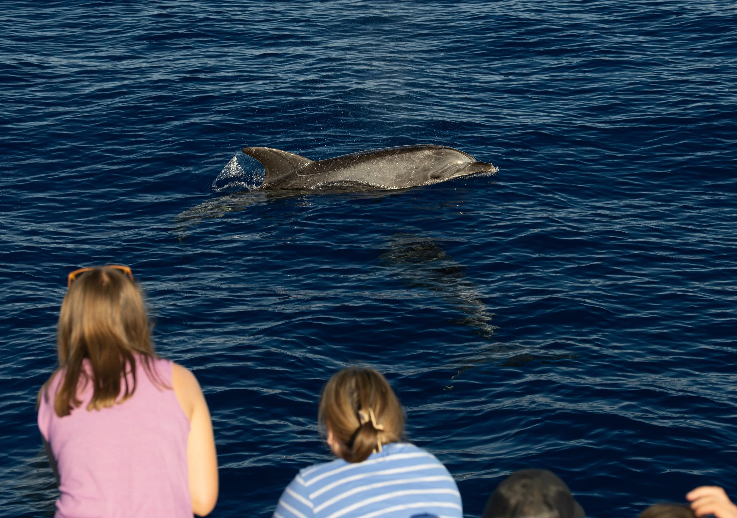bottlenose interaction