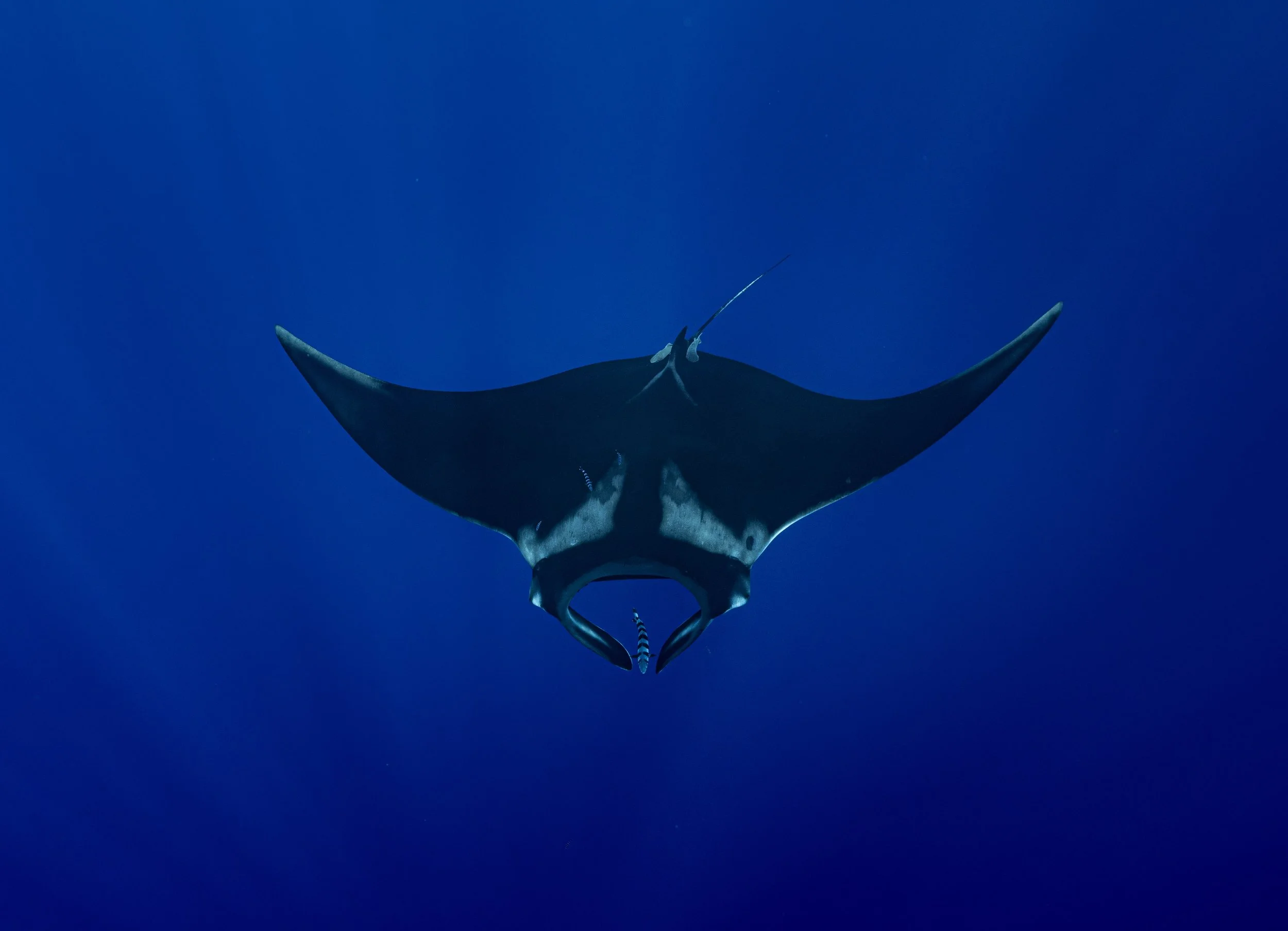 whale watch humpback