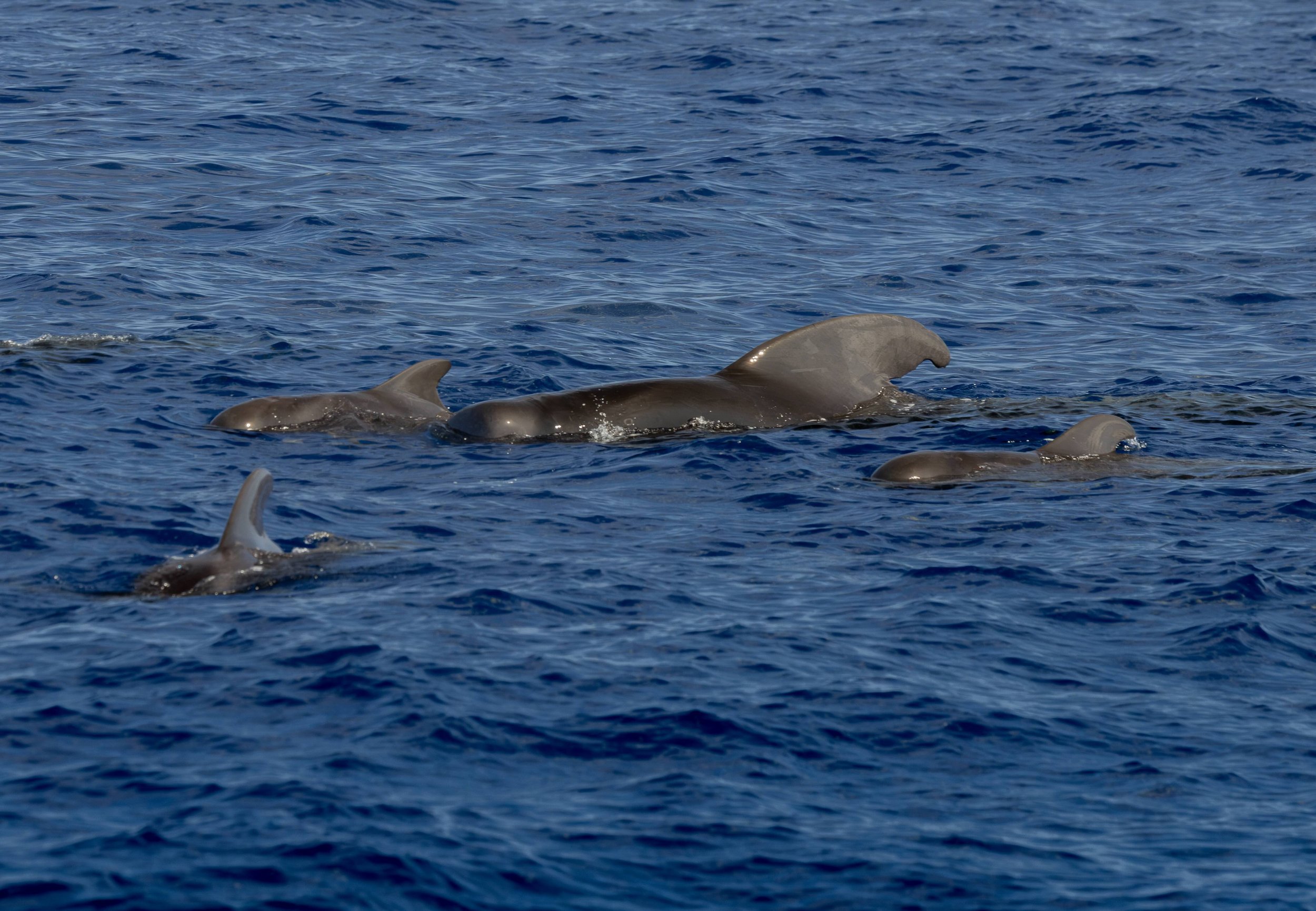 big island pelagic