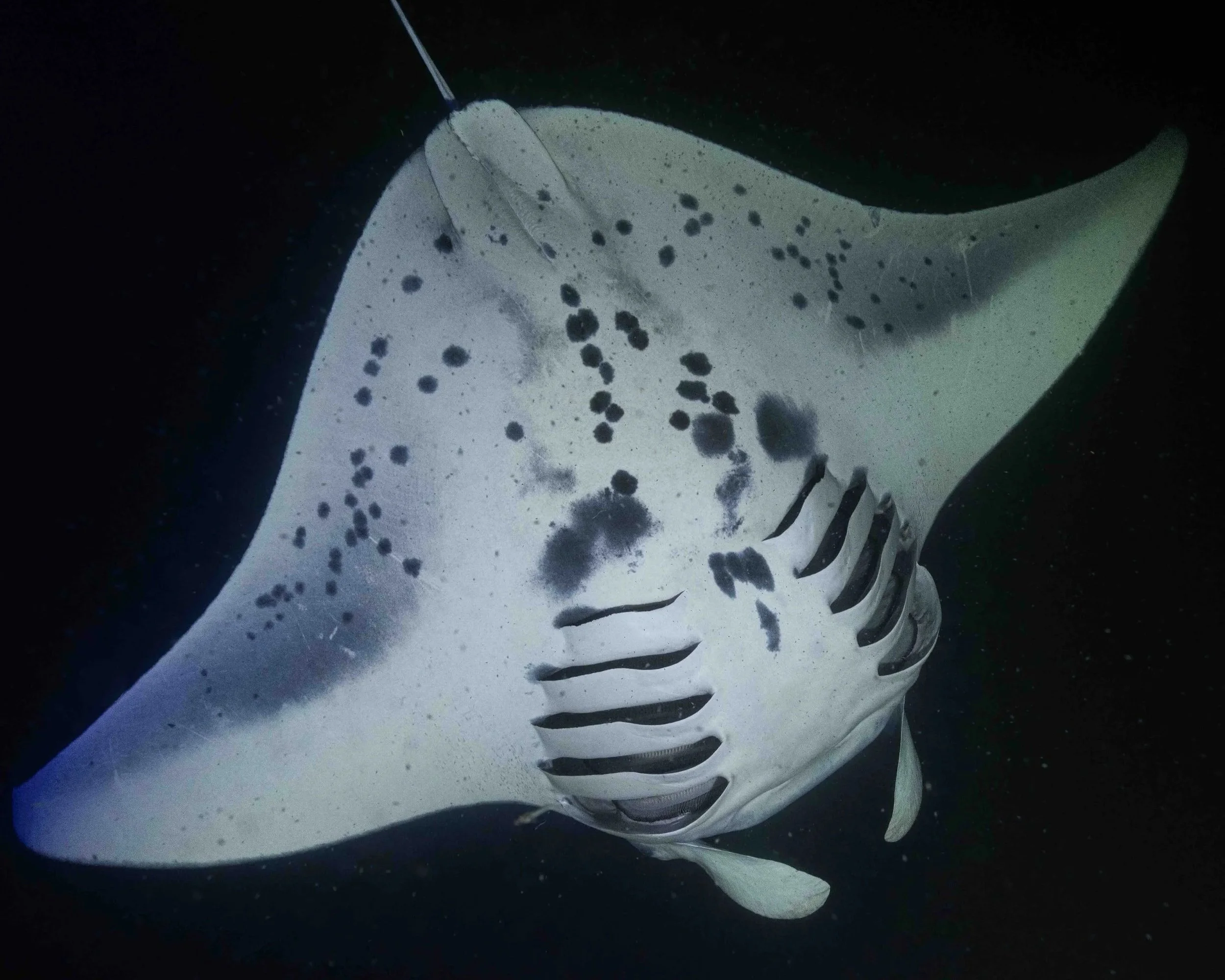 night manta ray