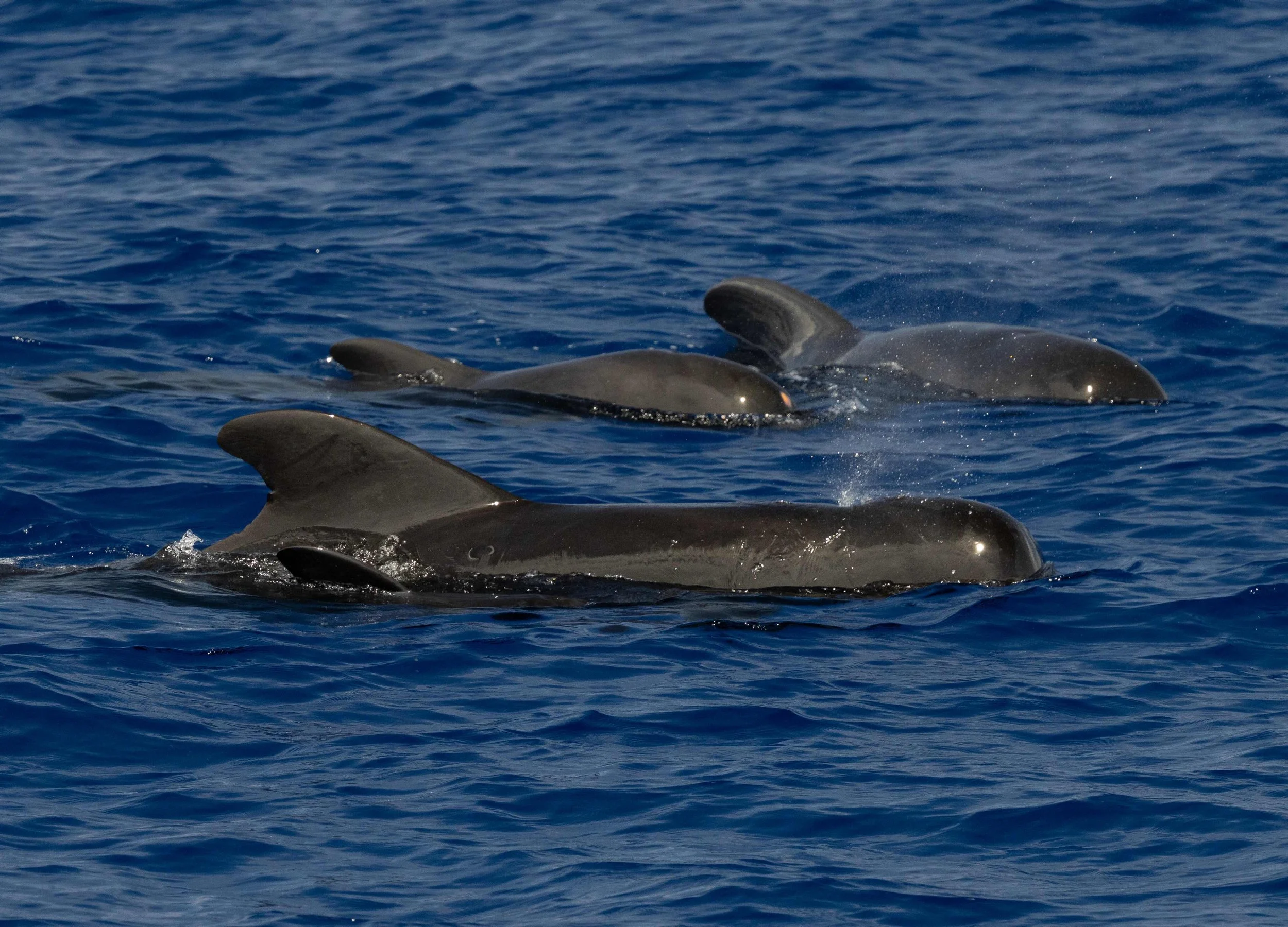 september whale watch