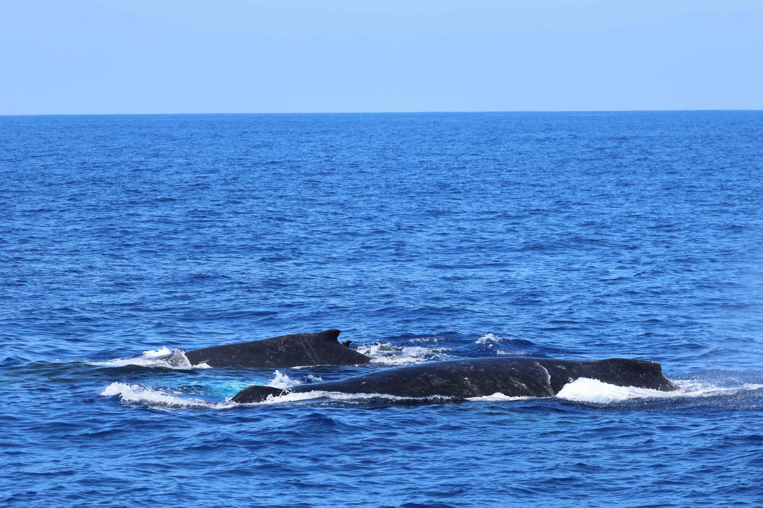 see humpback whales