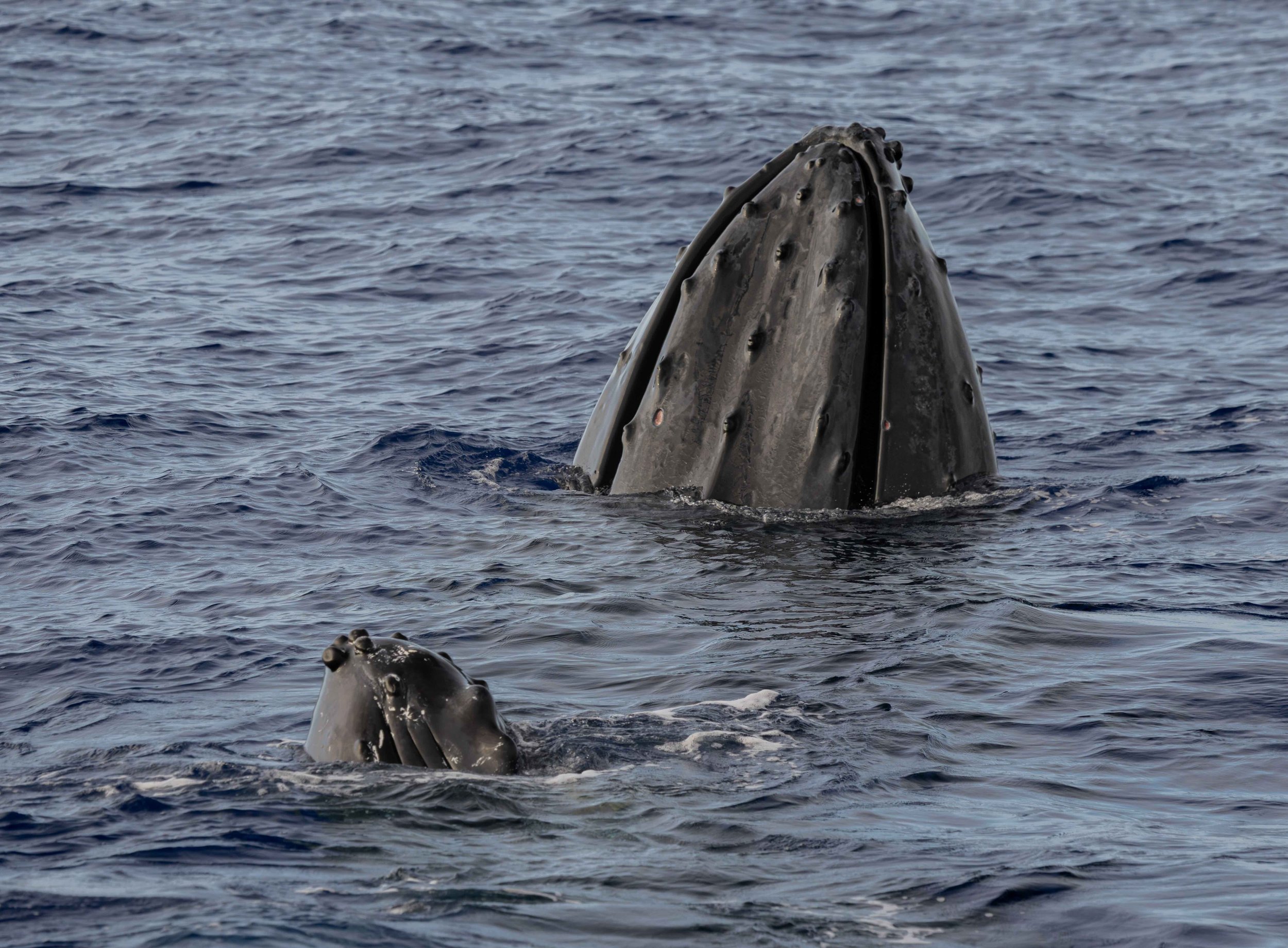 whale watching hawaii tour