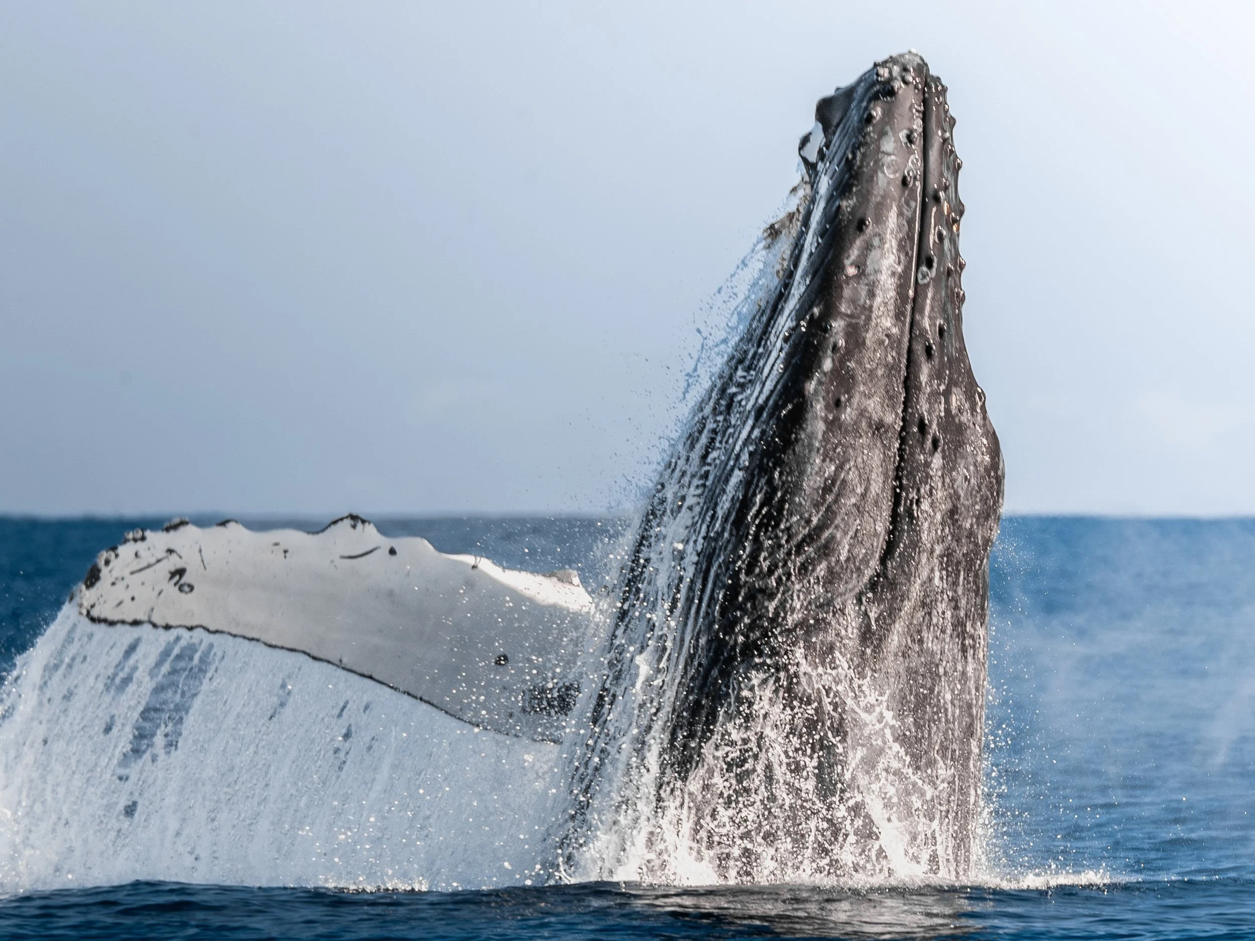 head lunge humpback