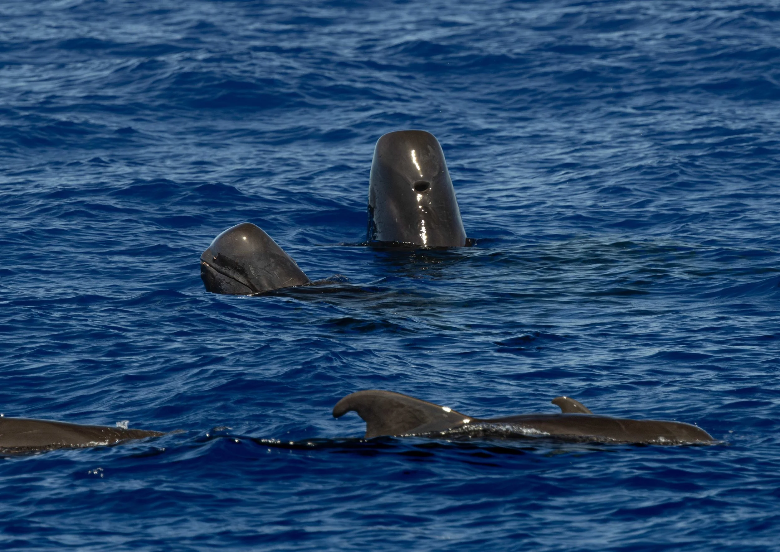 whale hawaii kona