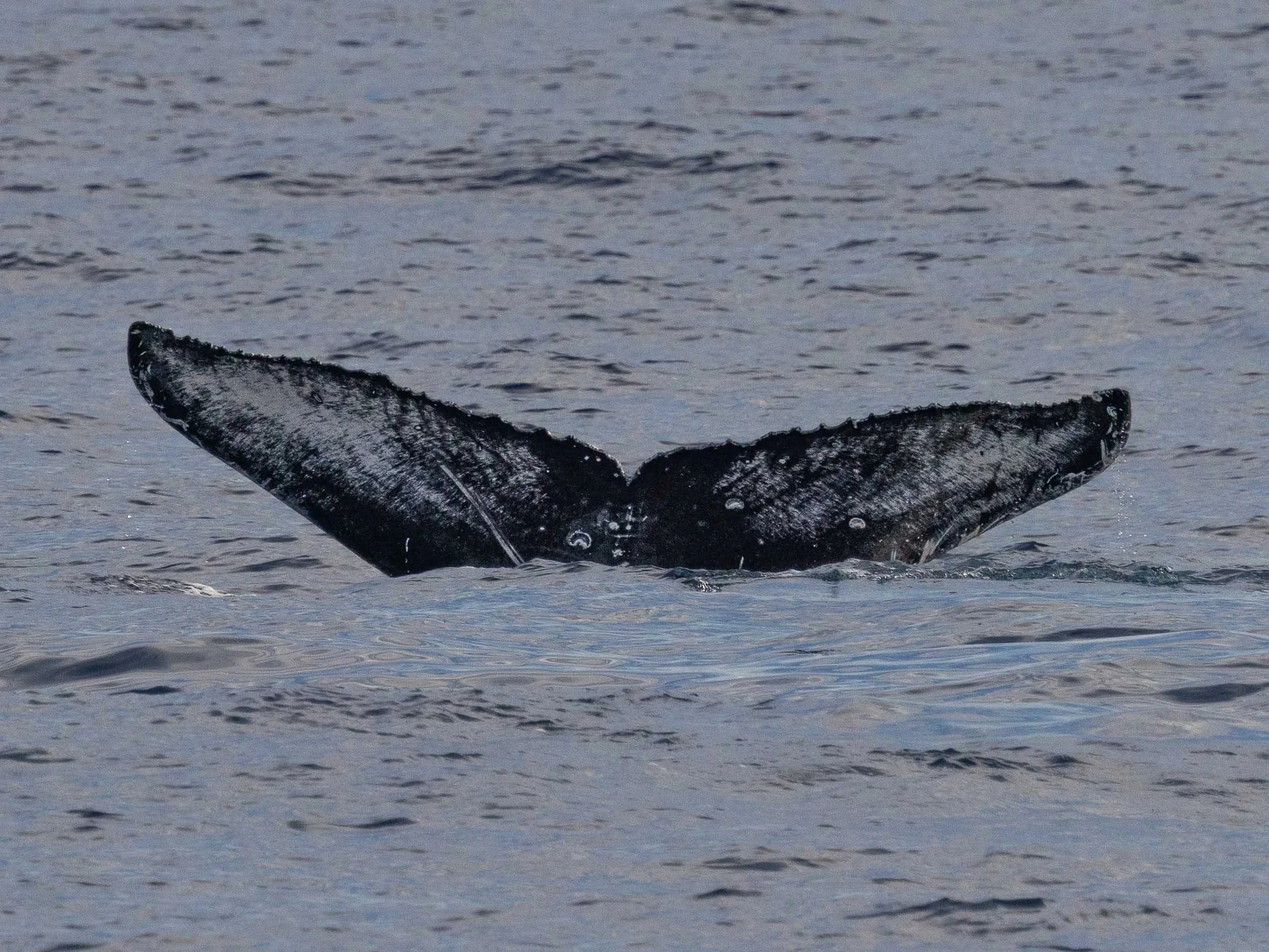whale tail flukes