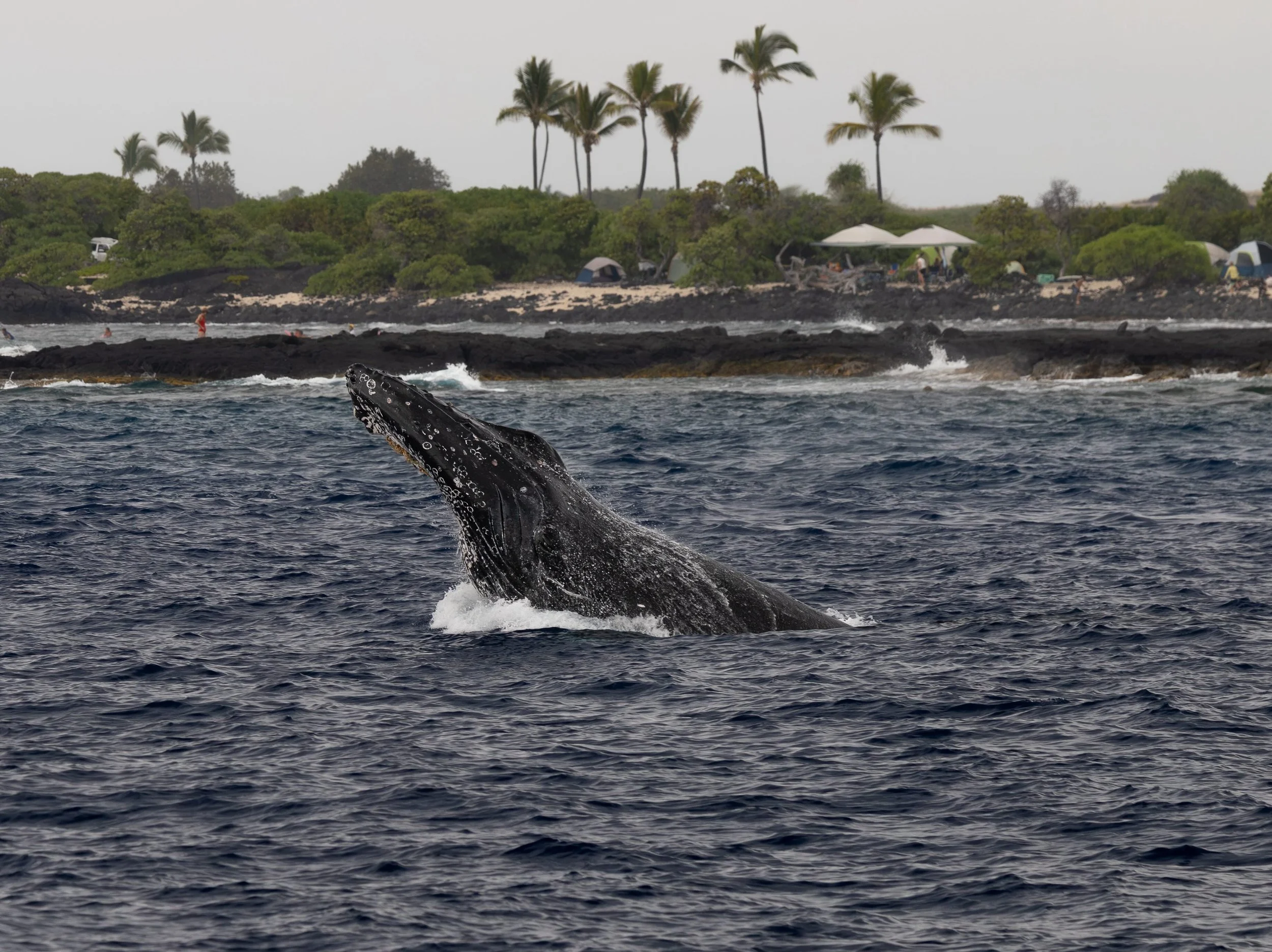 humpback whale watching hawaii