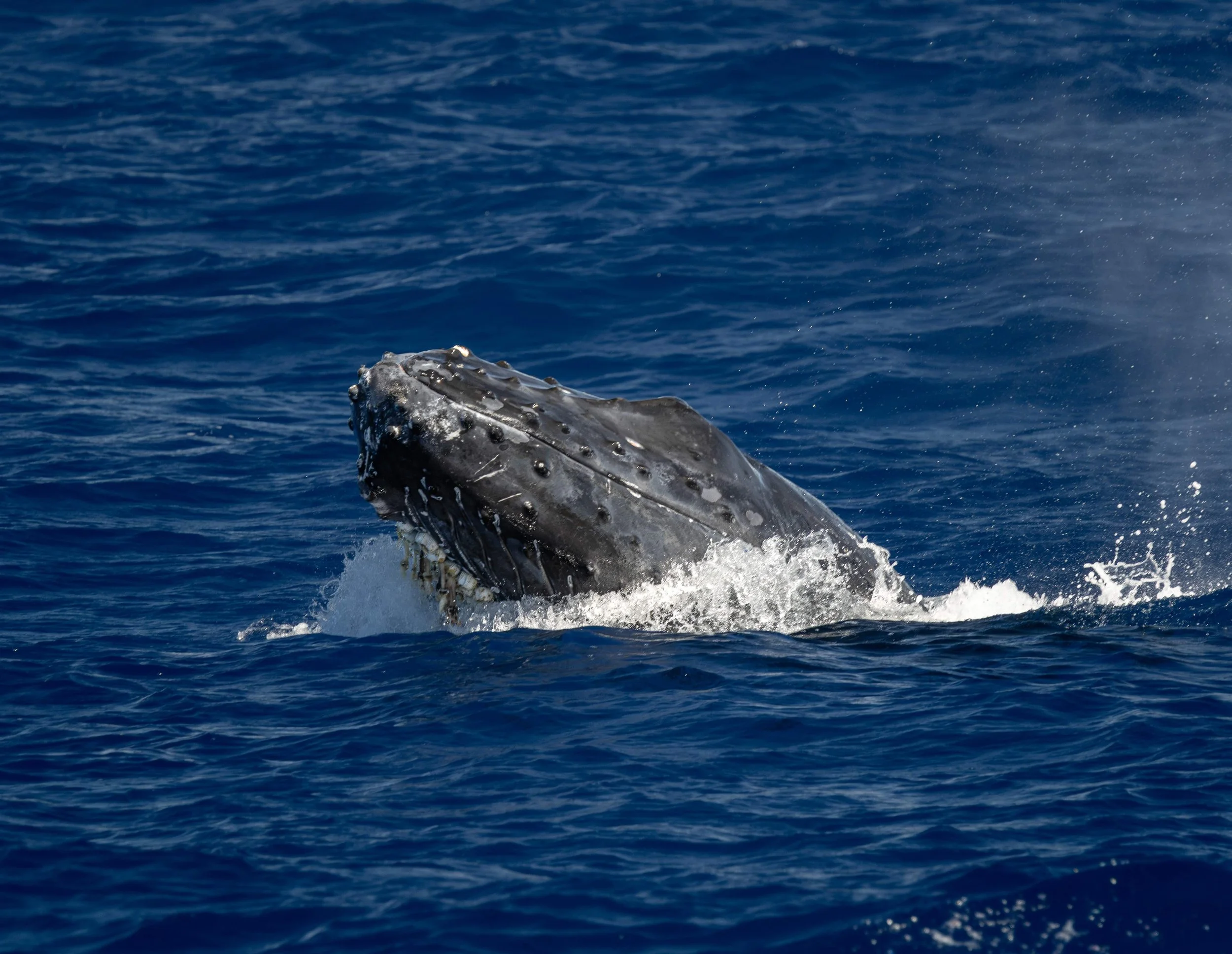 big island hawaii humpback