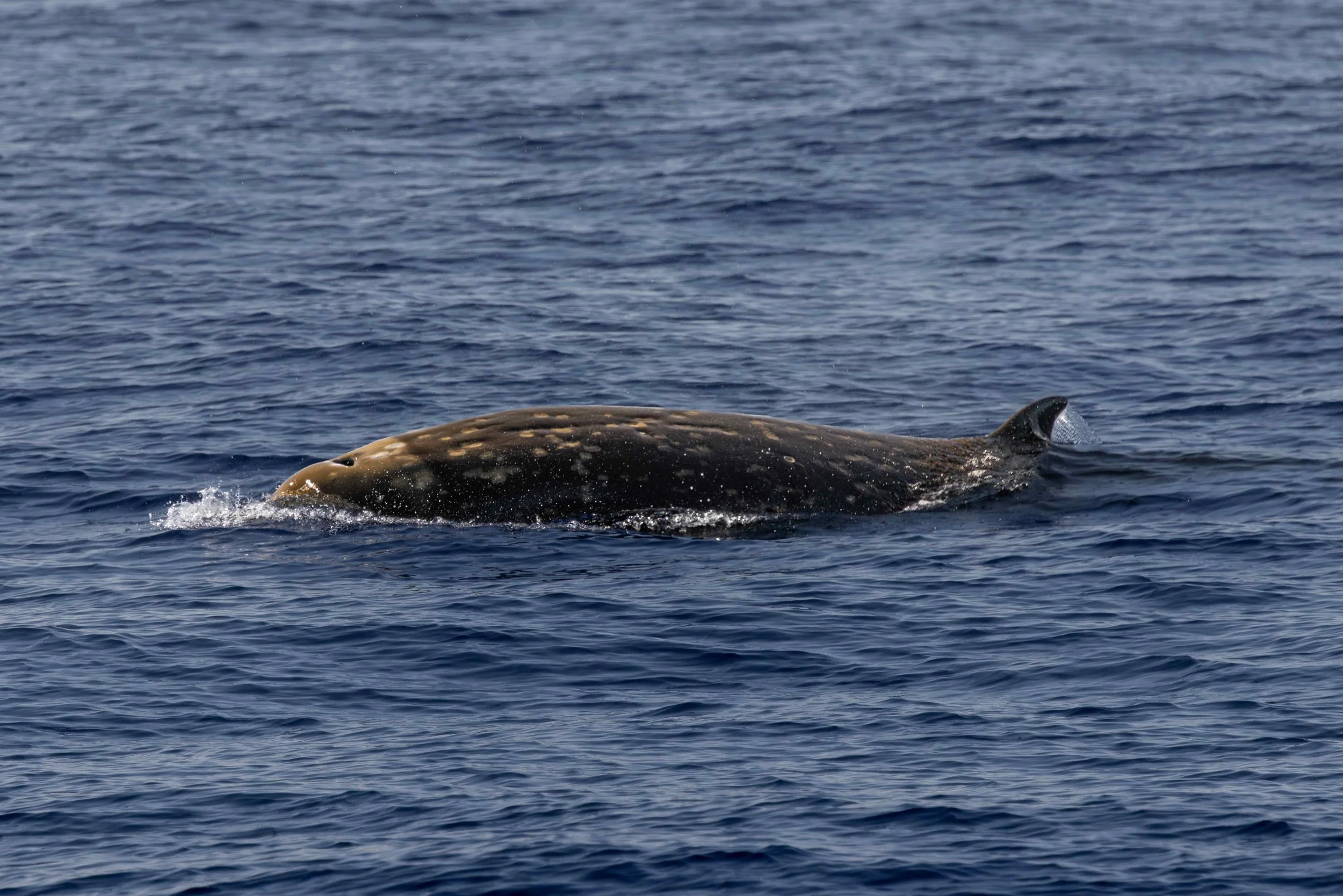 kona pelagic whale watching
