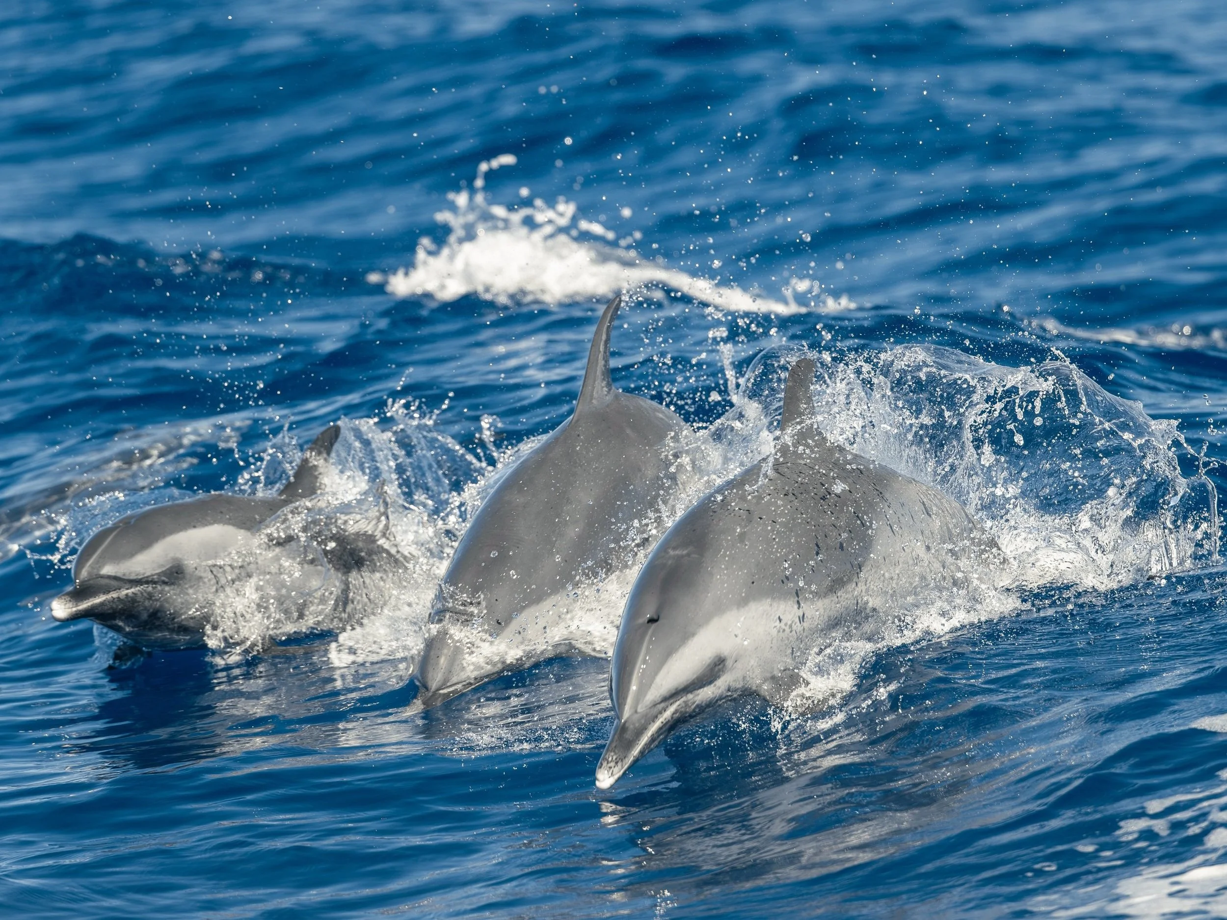 kona humpback splash