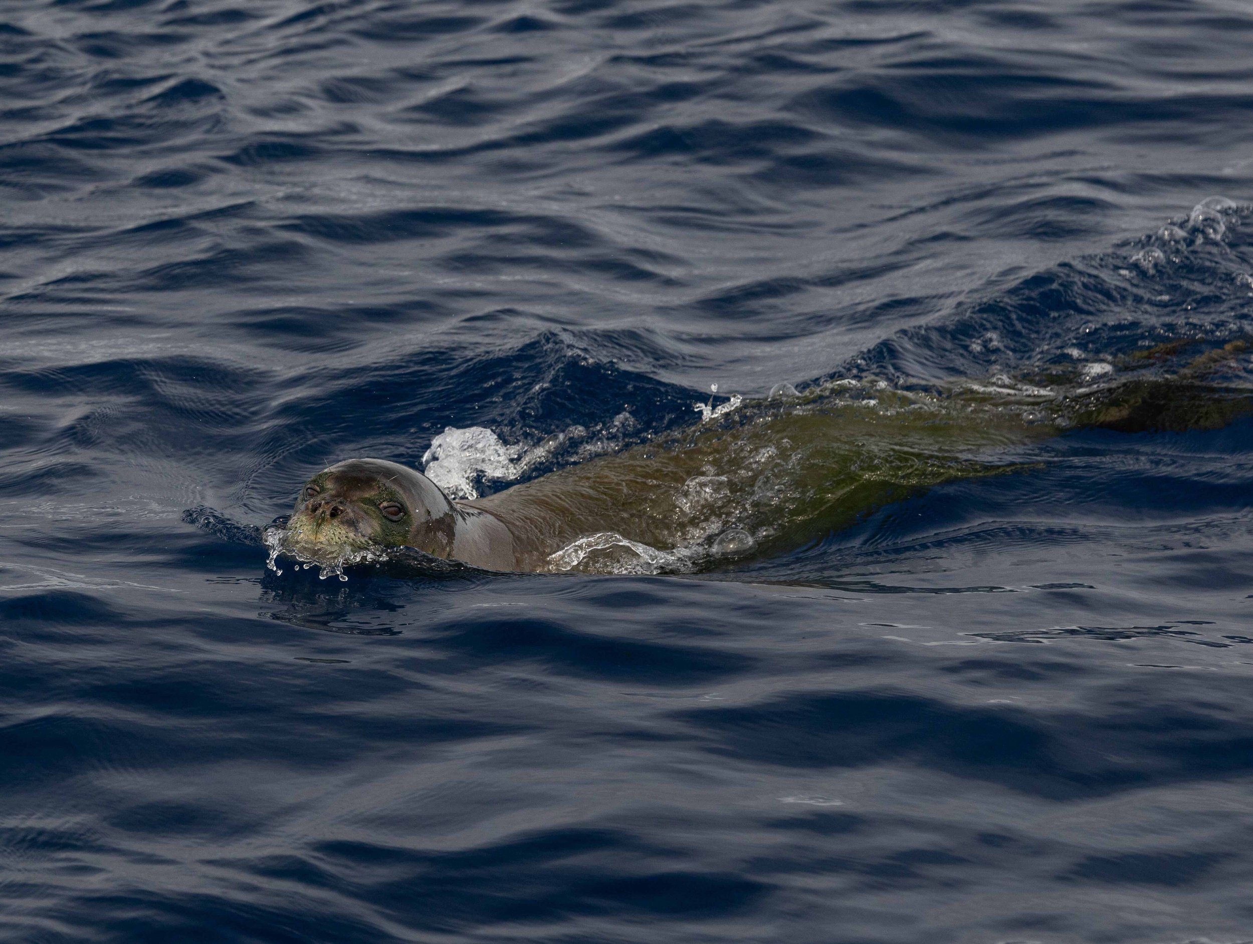 kona monk seal