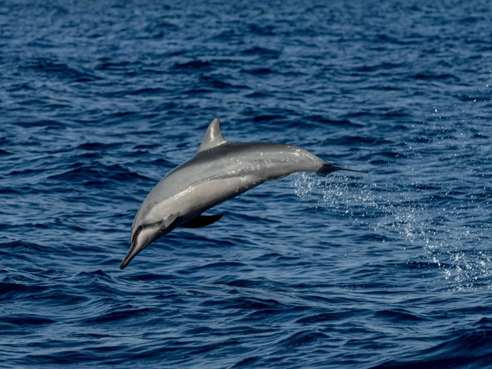 big island tour hawaii