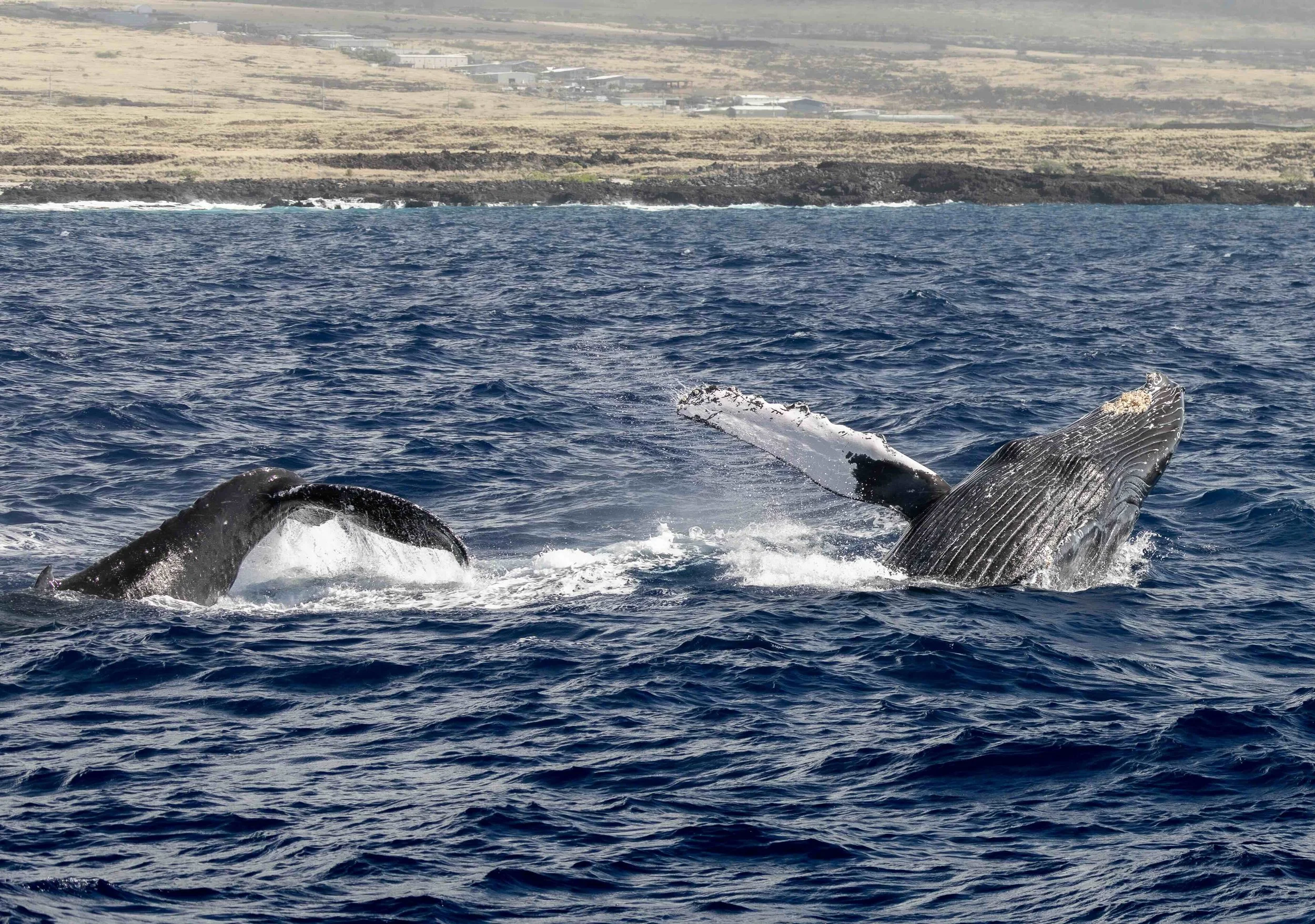kona humpback season hawaii