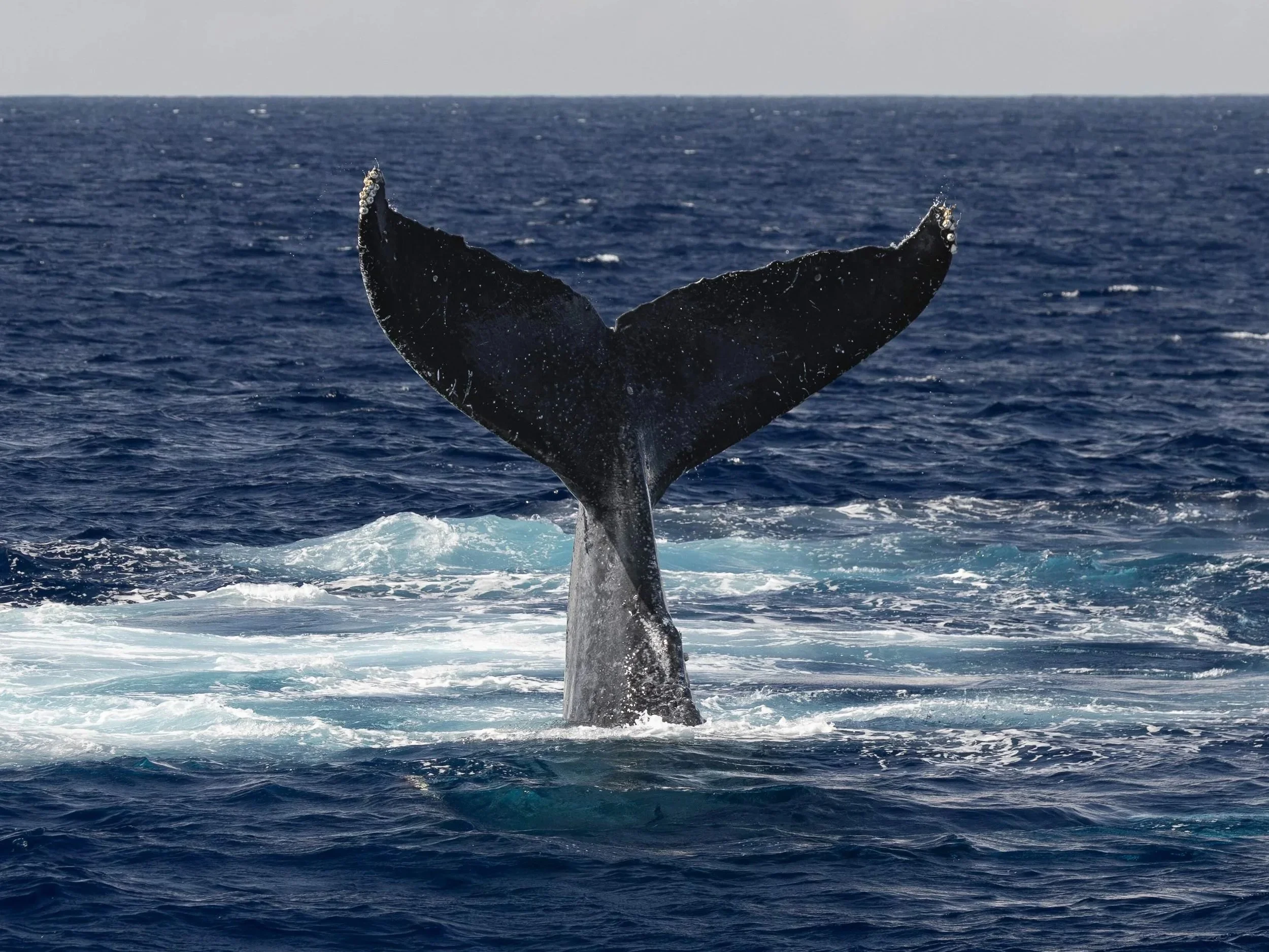 kona offshore tour