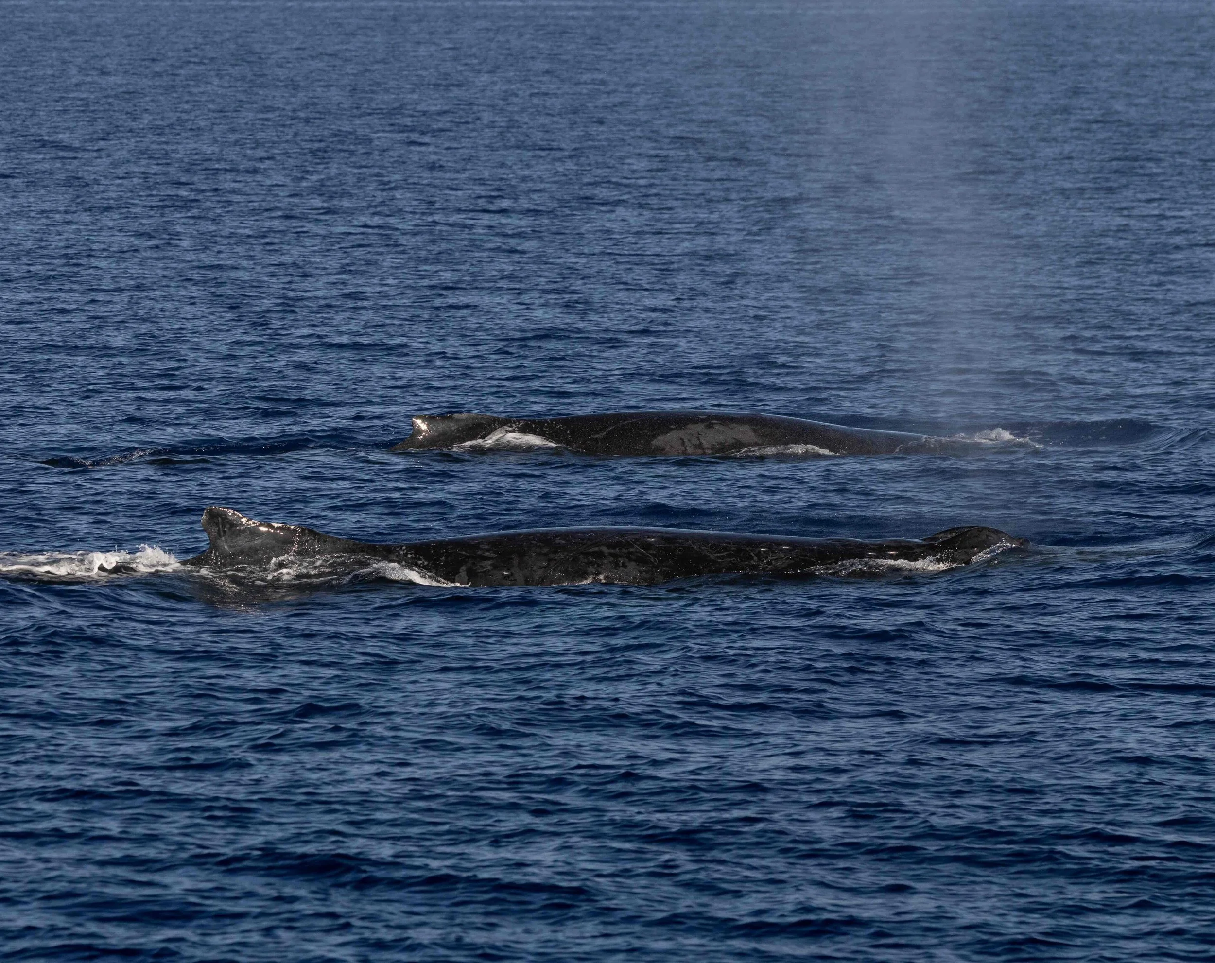 humpback whale watching kona