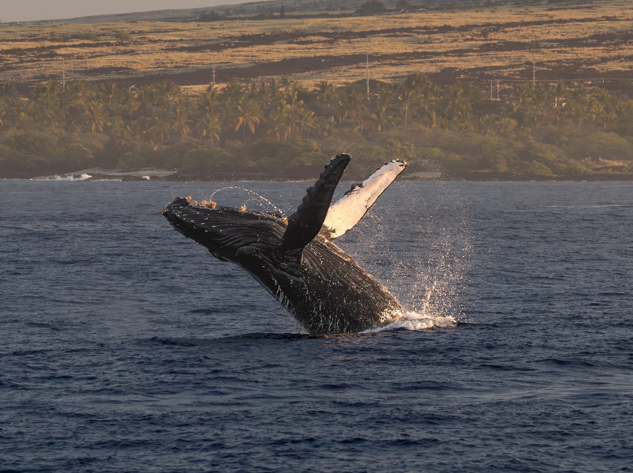 hawaii island humpbacks