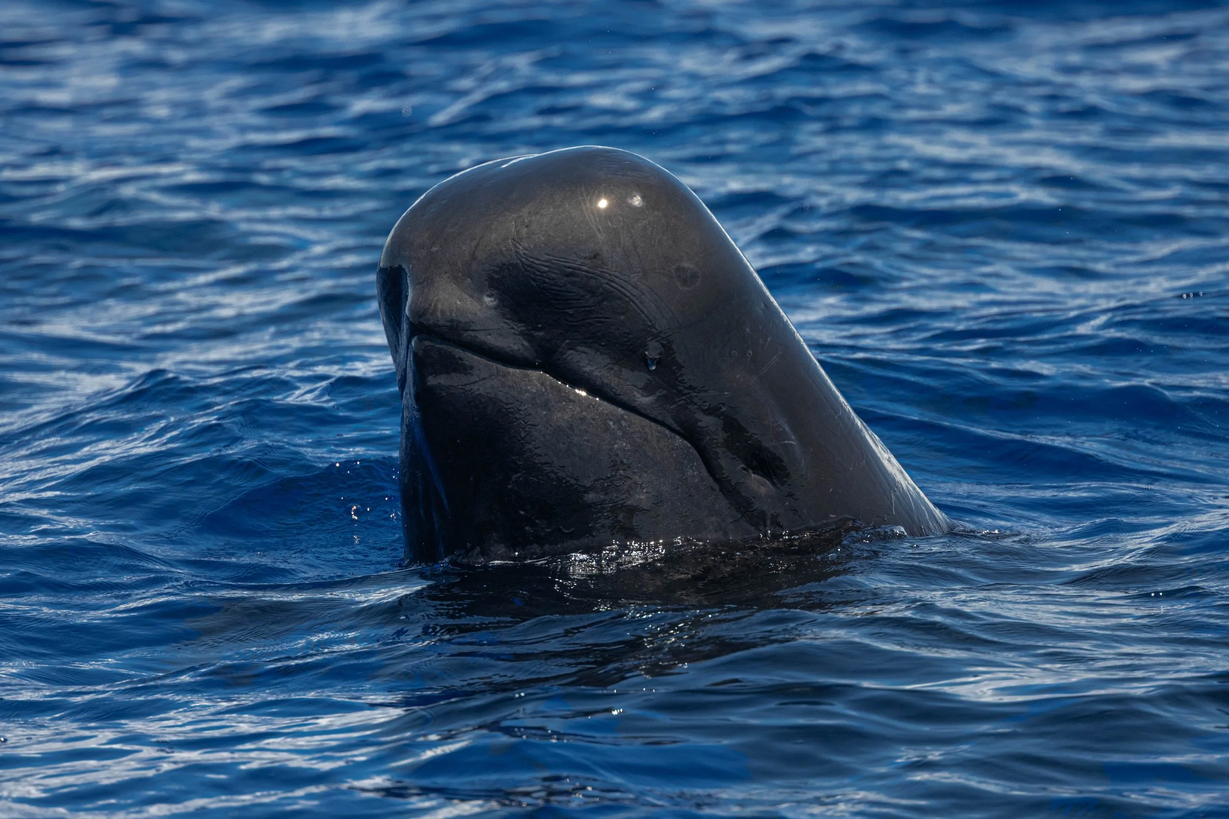 humpback whale encounter