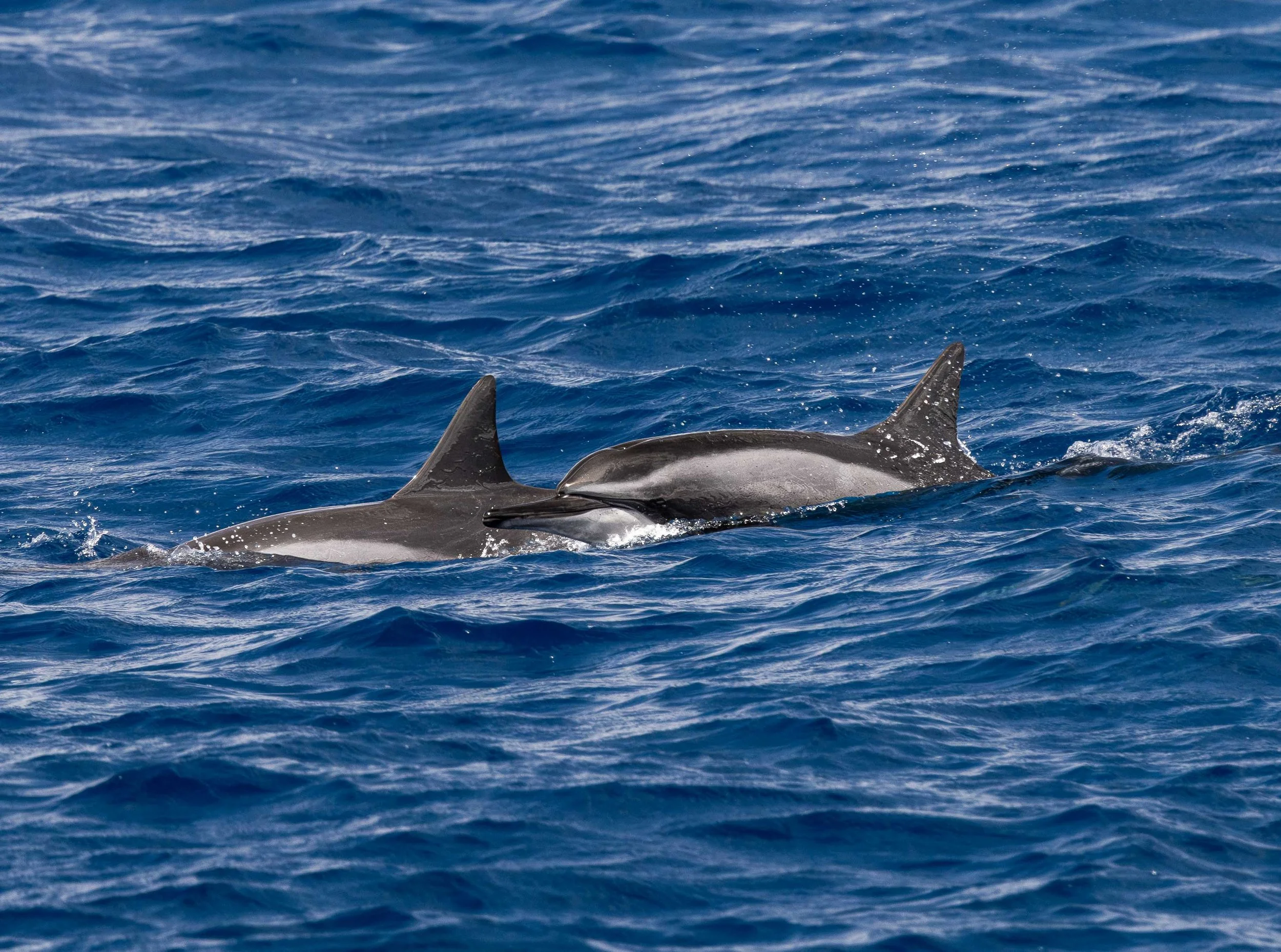 dolphin kona hawaii