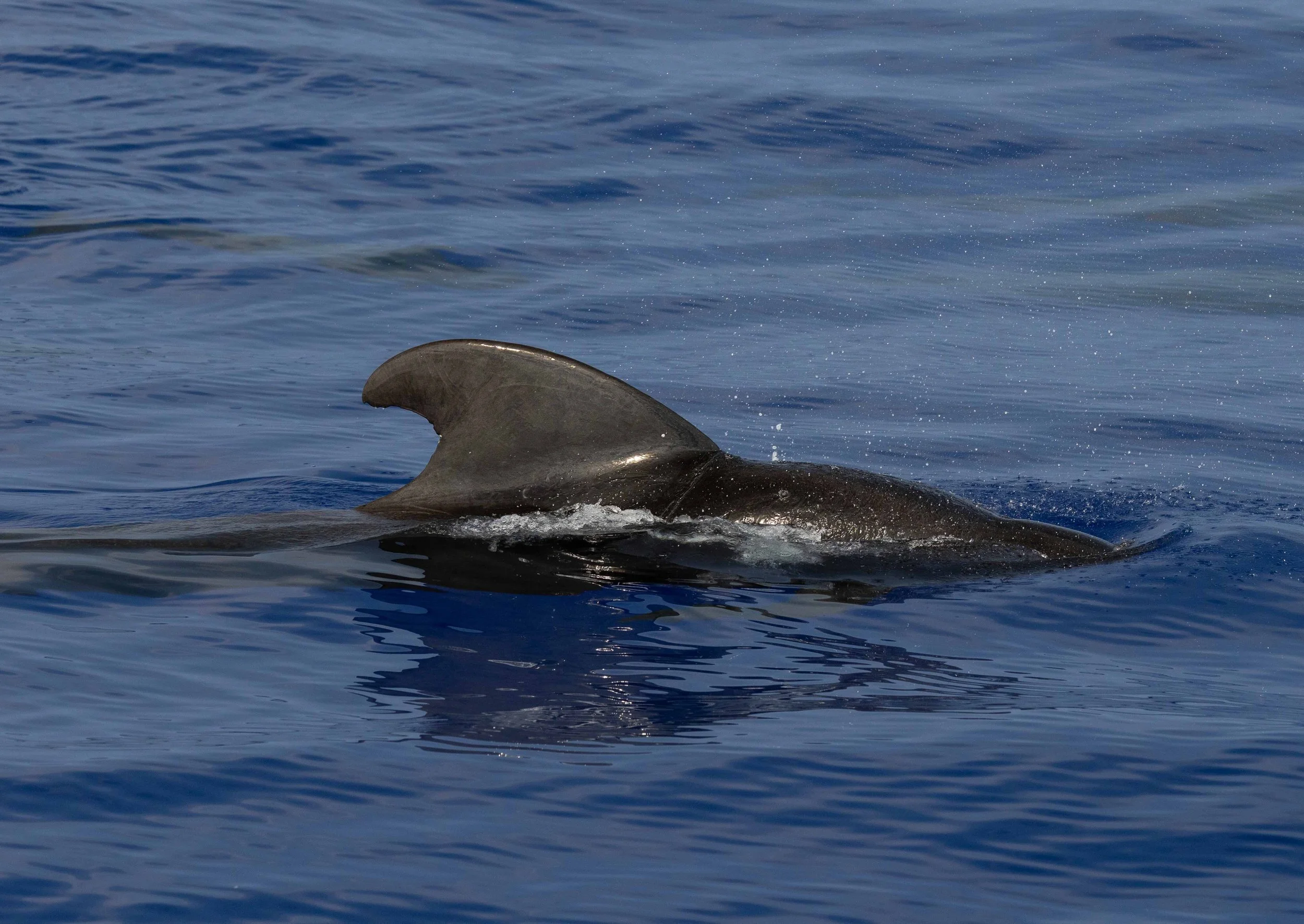 kona pelagic