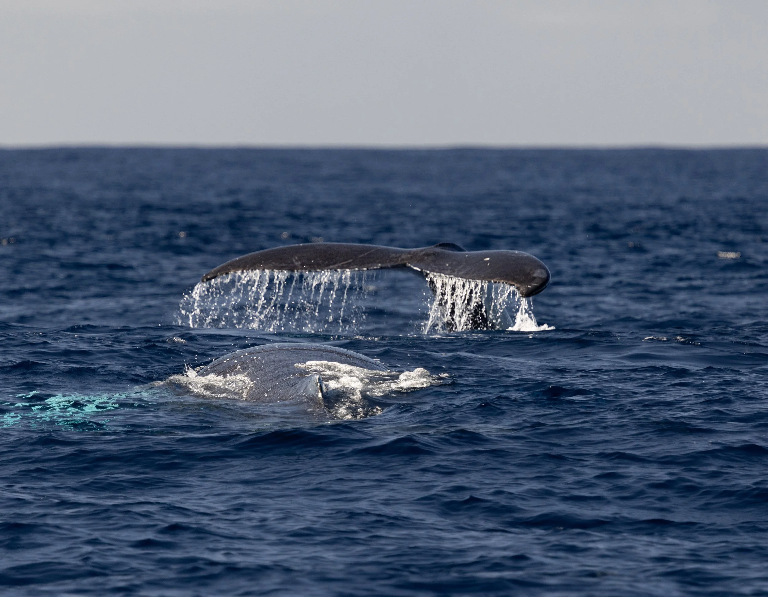 humpback season