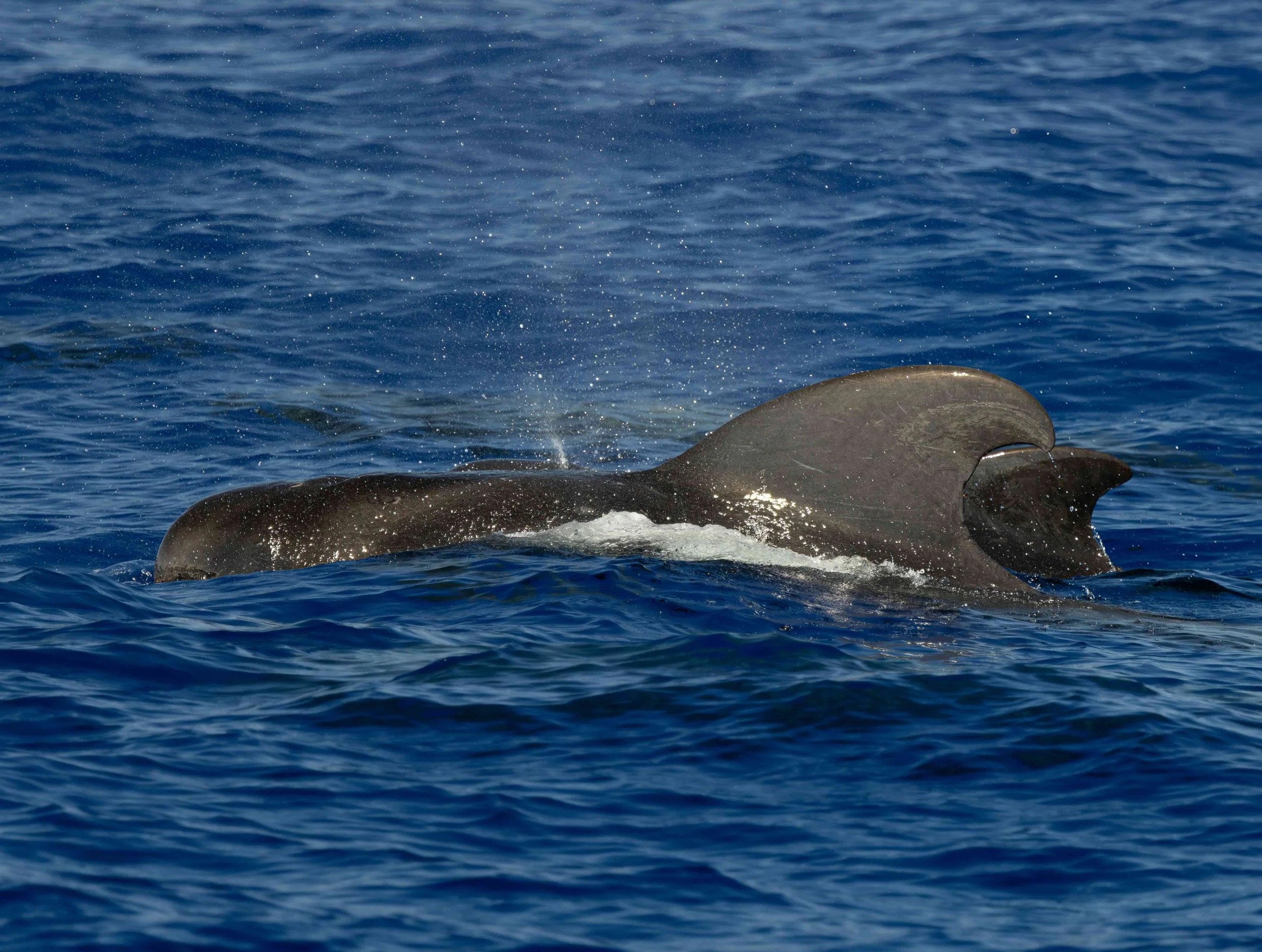 whale kona big island