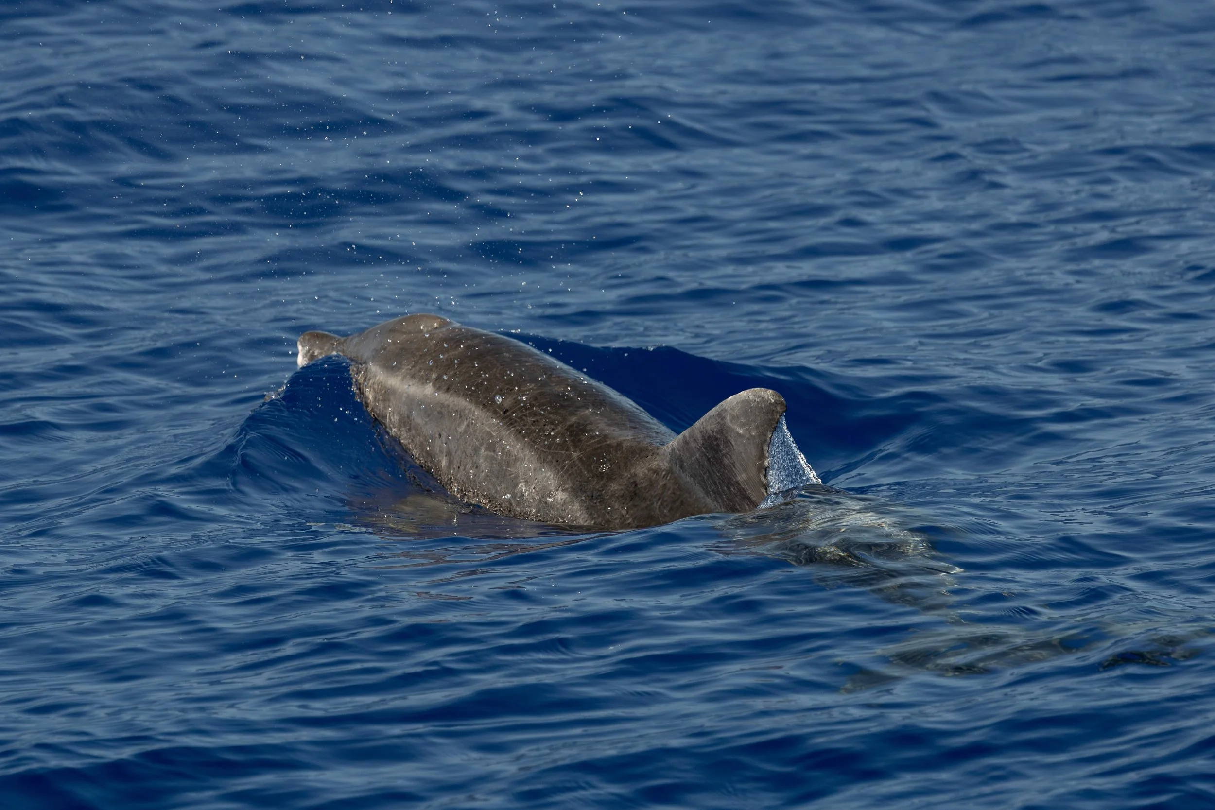 pelagic big island tour