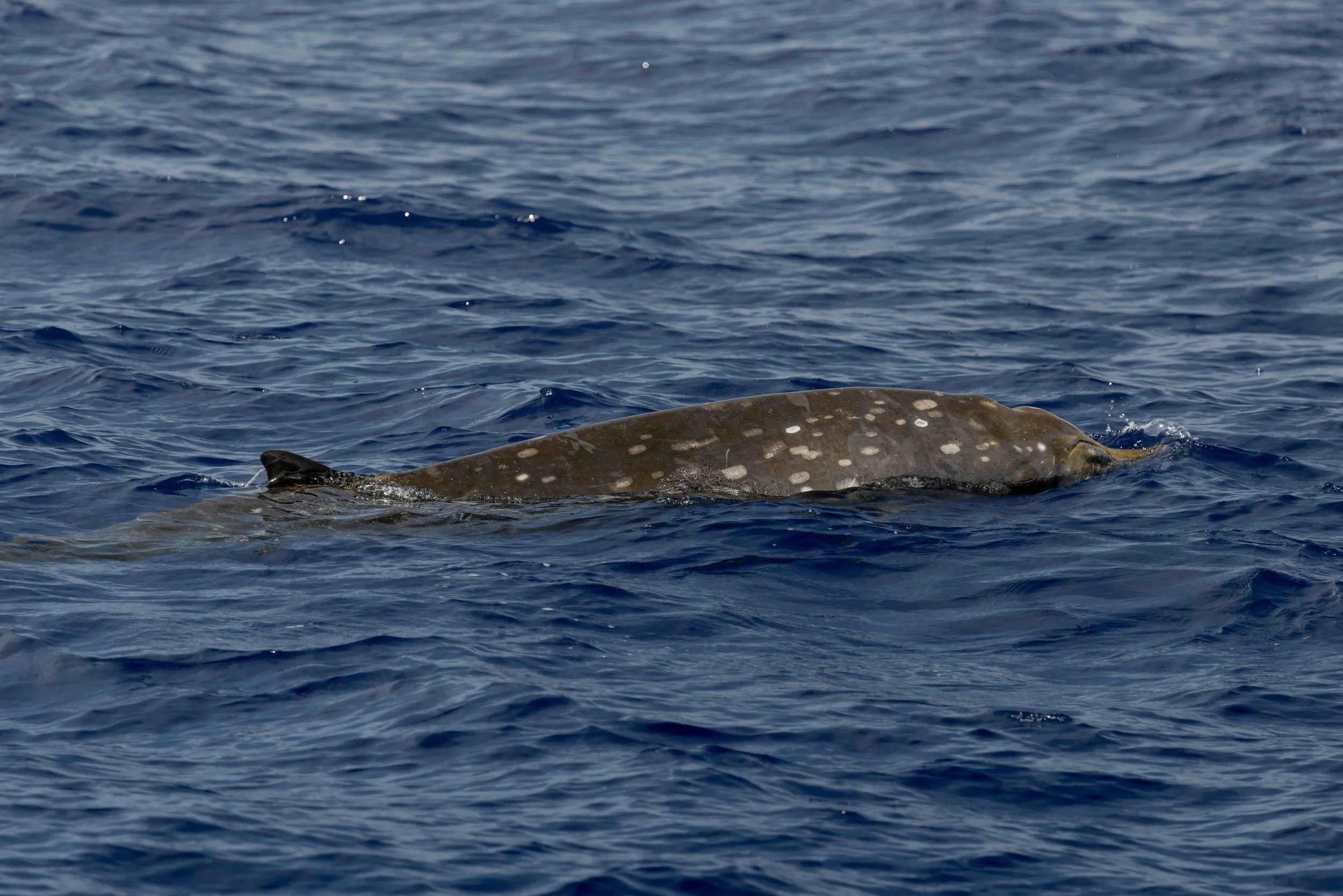 pelagic whale tour