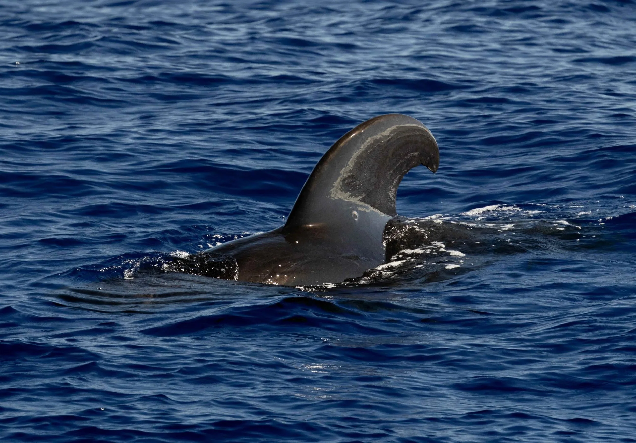 June whales