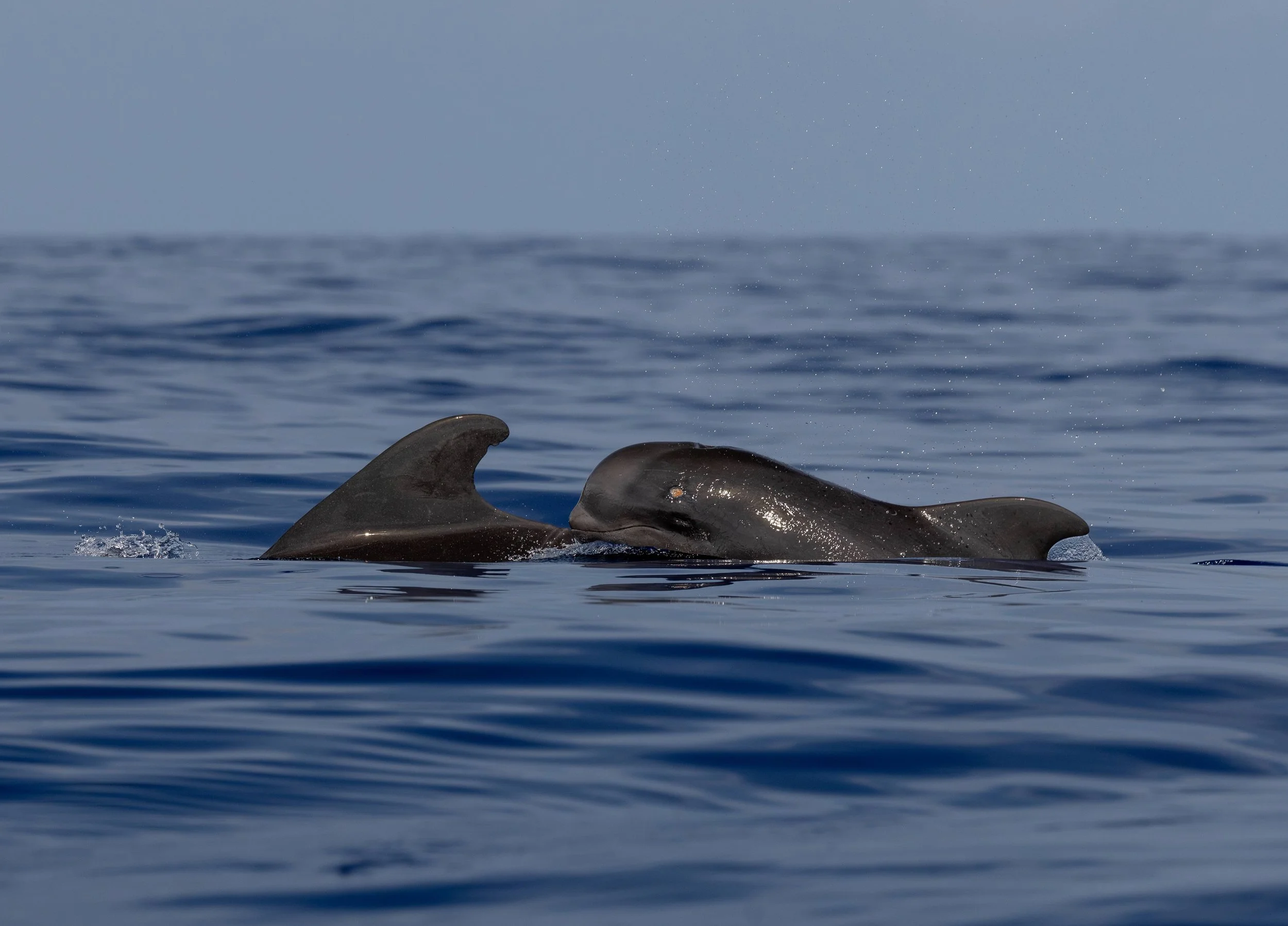 big island pelagic marine life