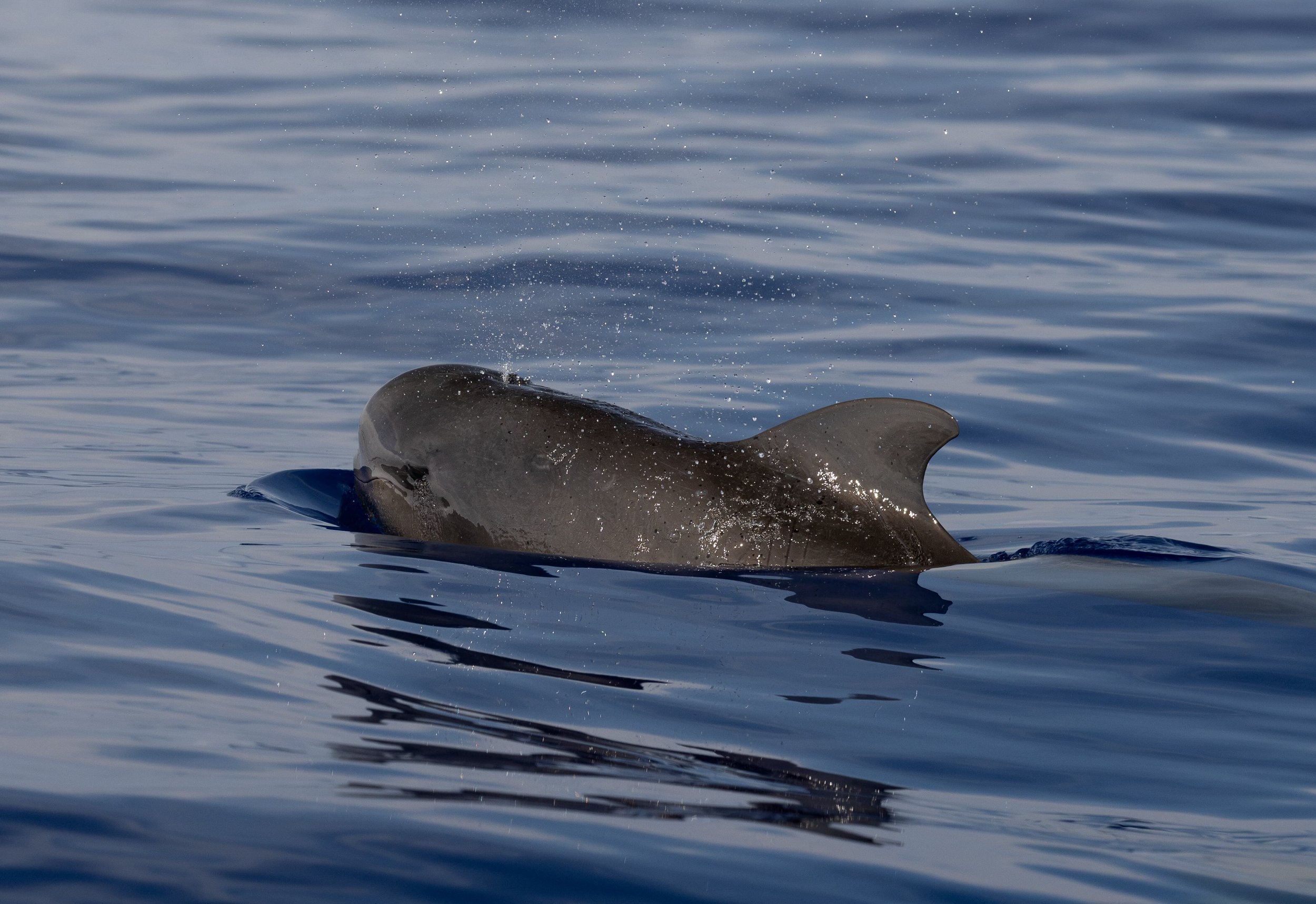 big island pelagic whale