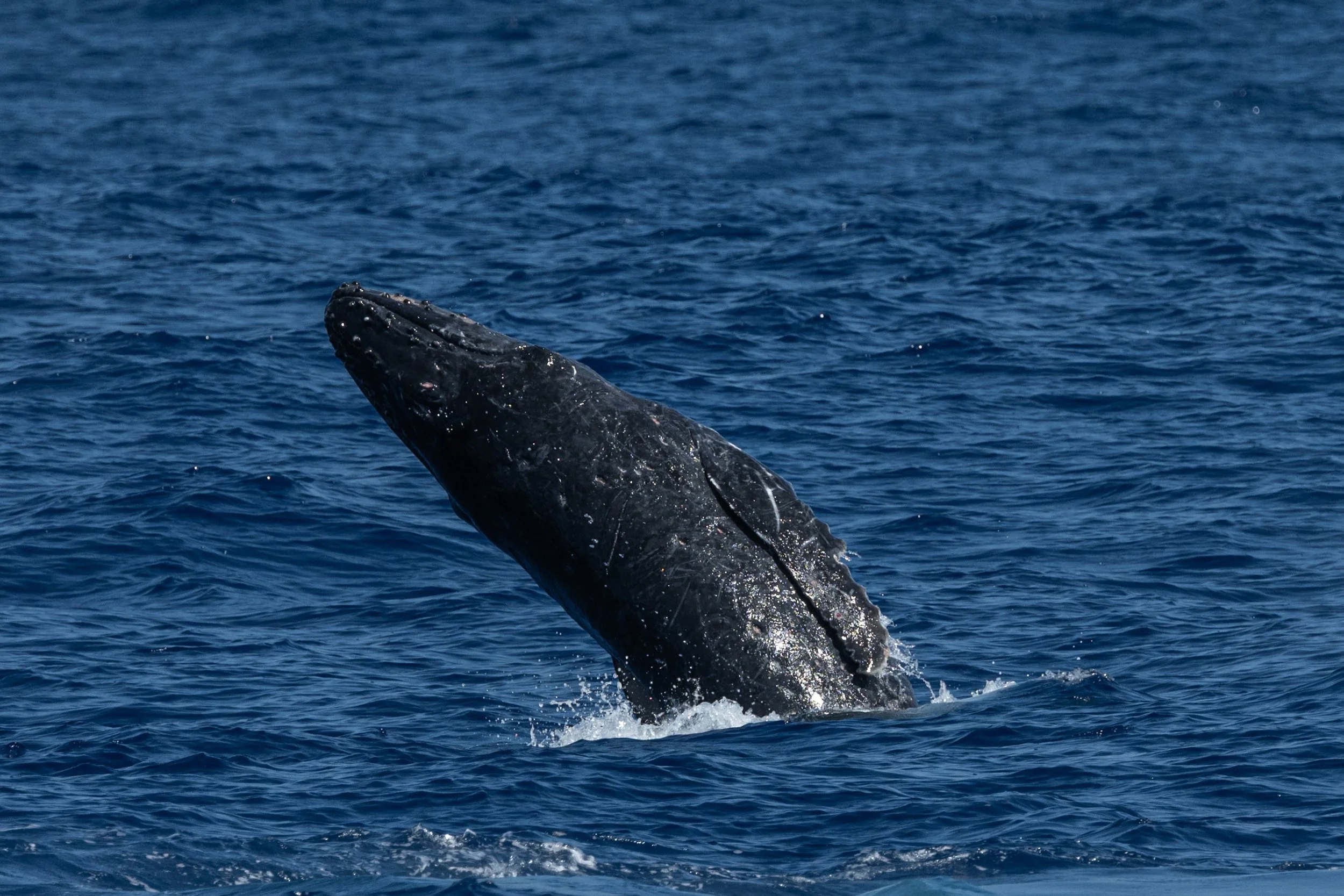humpback whale watch kona