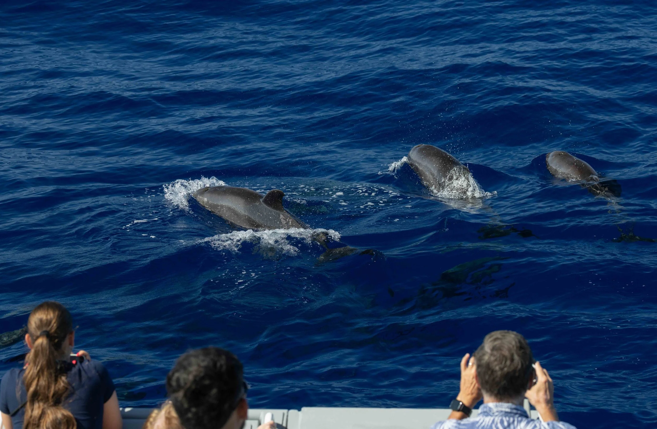 whale watching on kona coast
