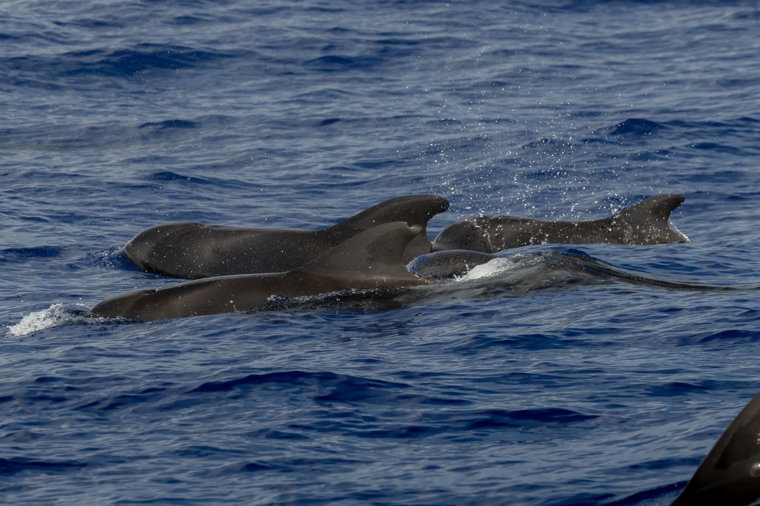 pelagic hawaii