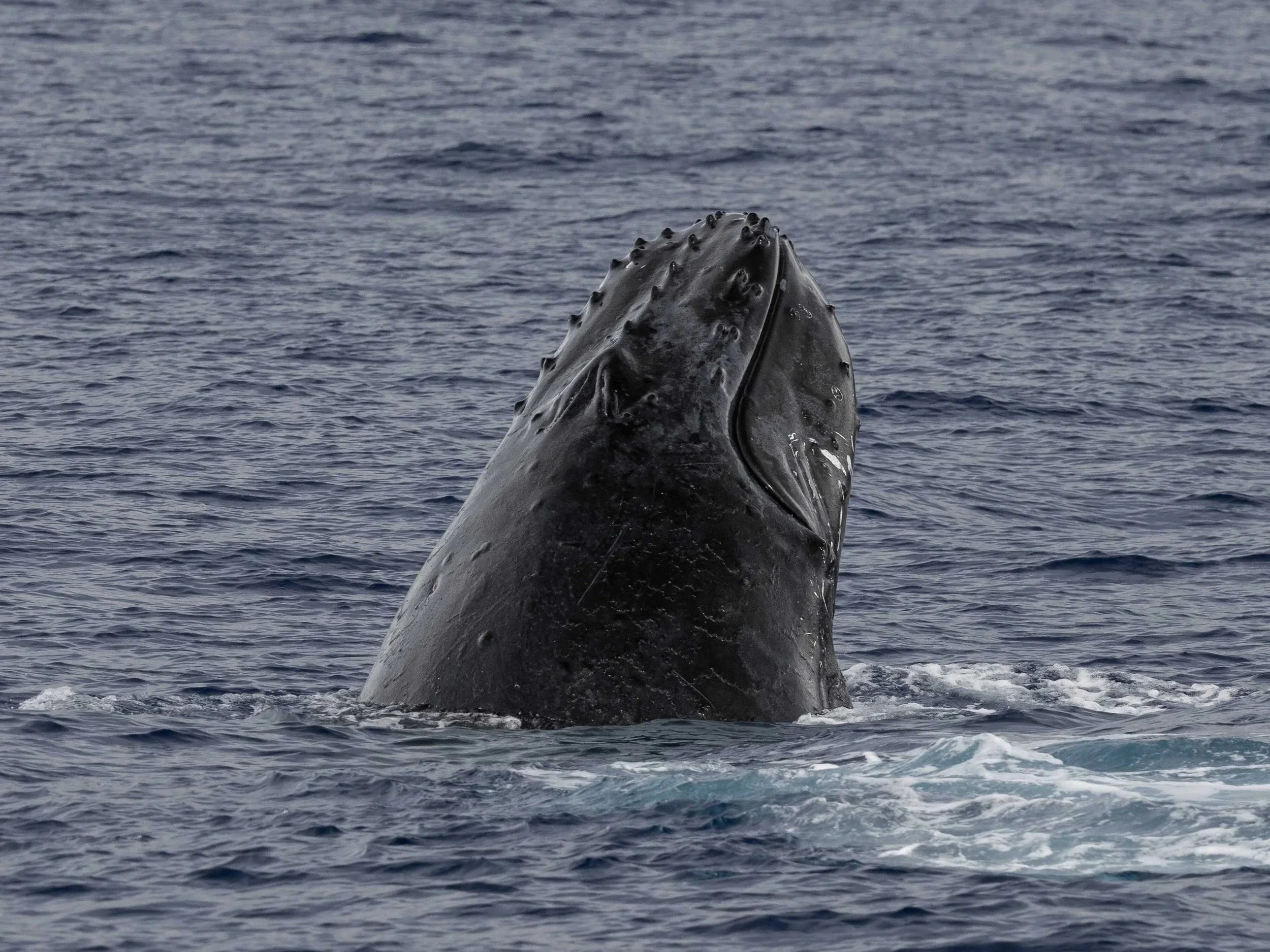 humpback chin slap