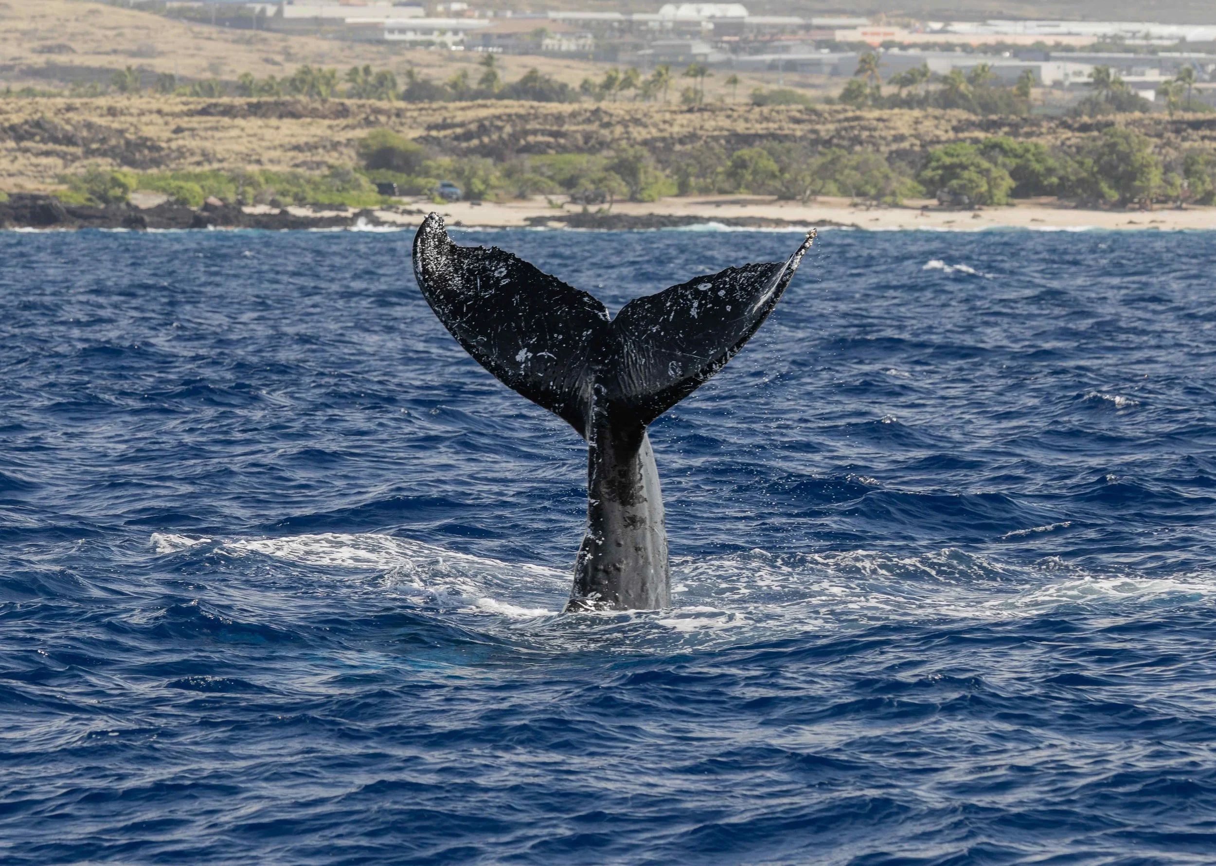 kona coast humpbacks
