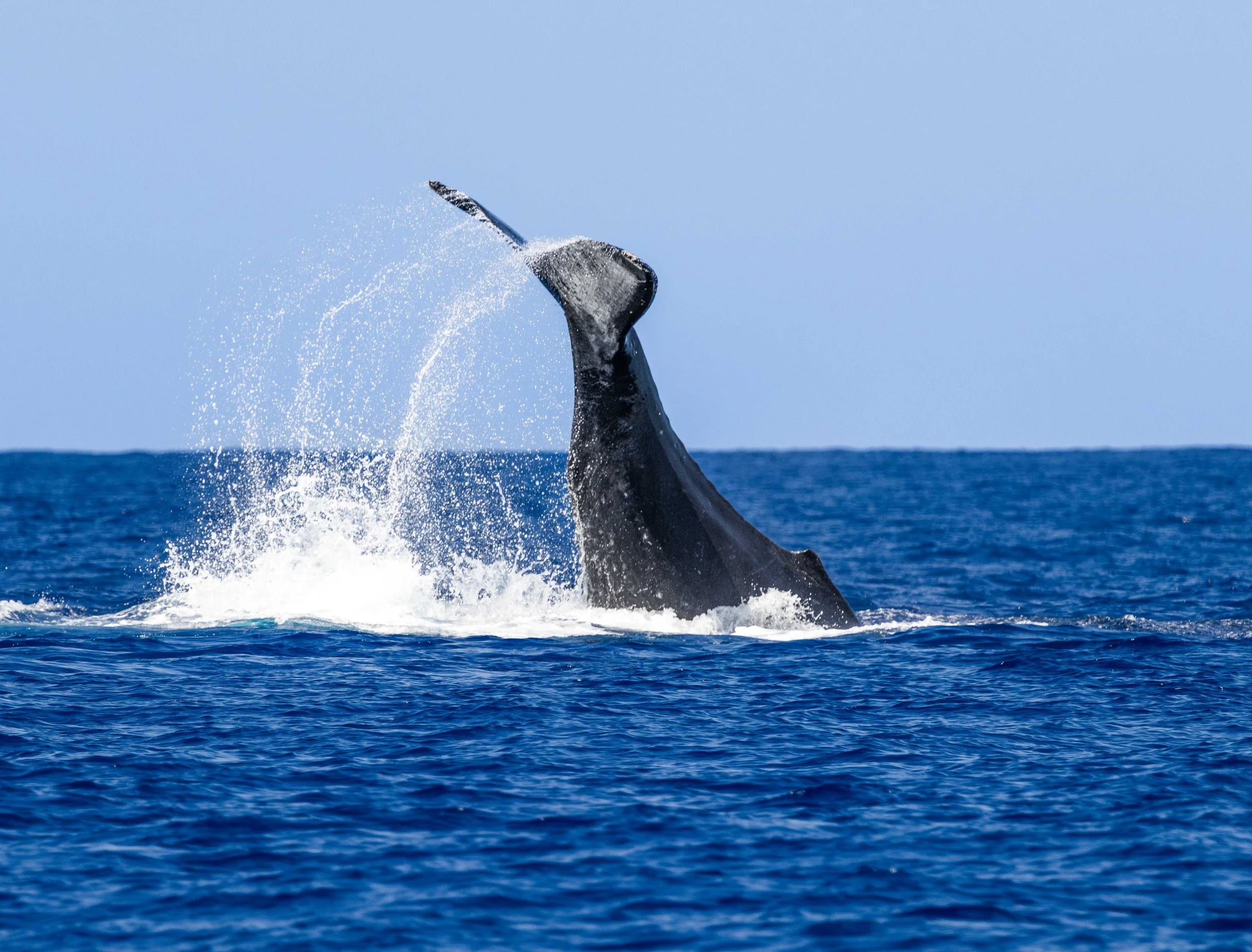 Hawaii whale watch