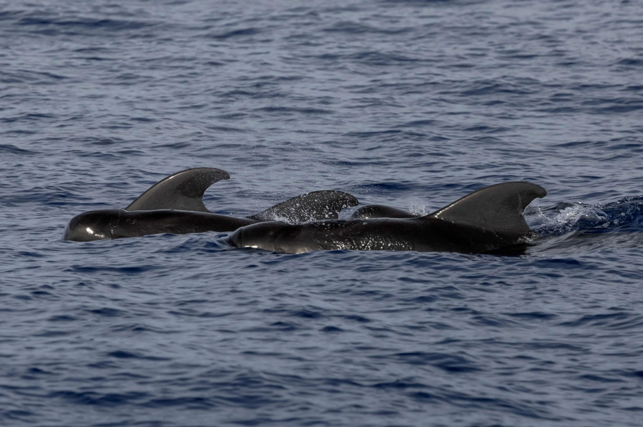 big island tour whale