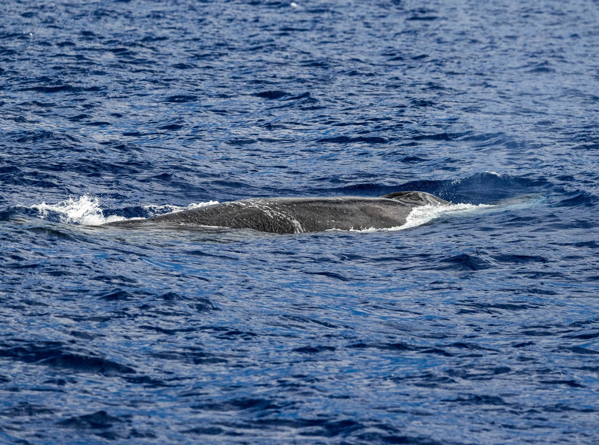 kona fin whale